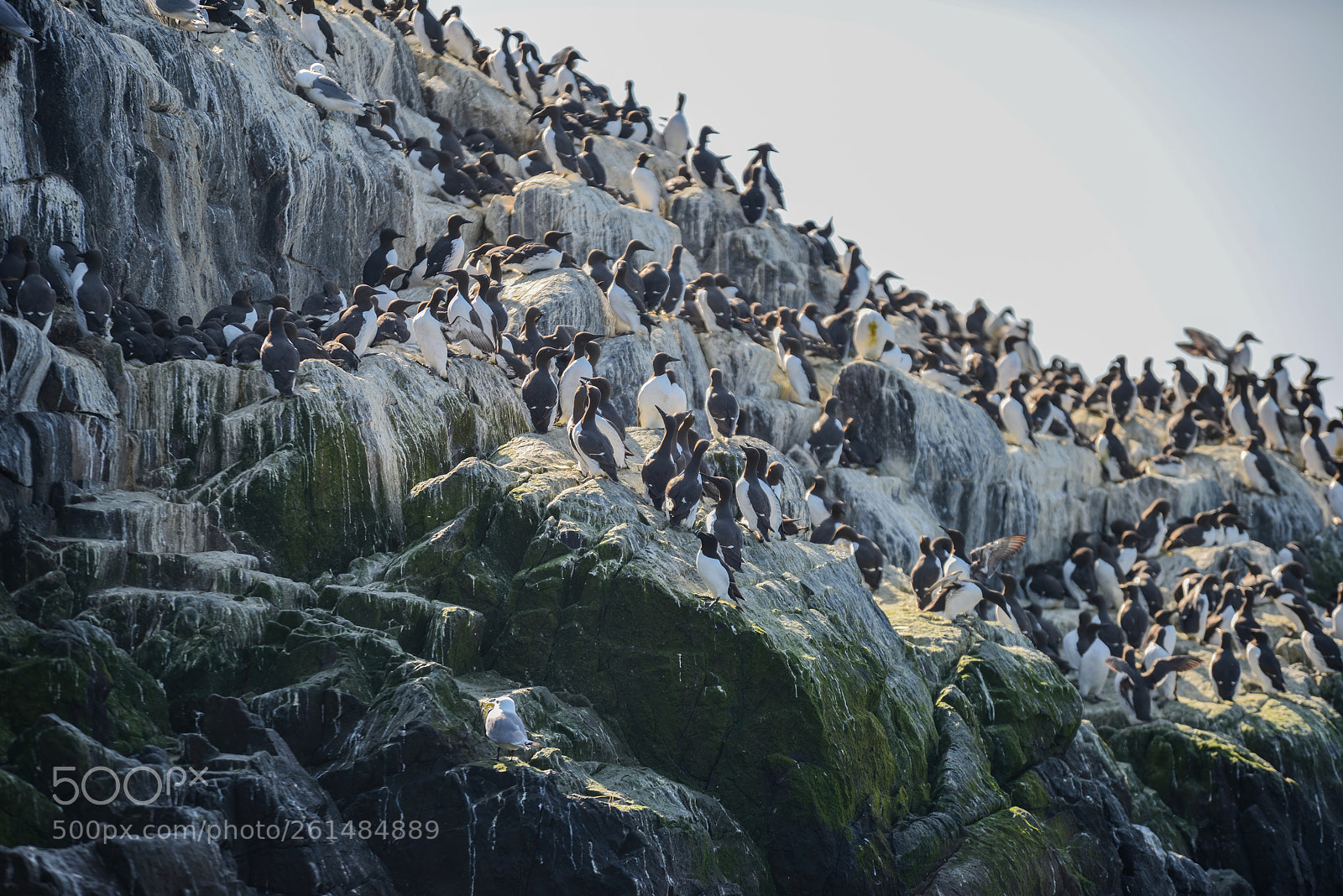 Nikon D800 sample photo. Beautiful common guillemot on photography