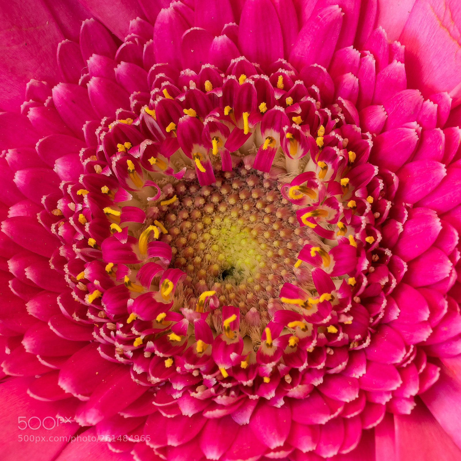 Sony a6300 sample photo. Gerbera photography