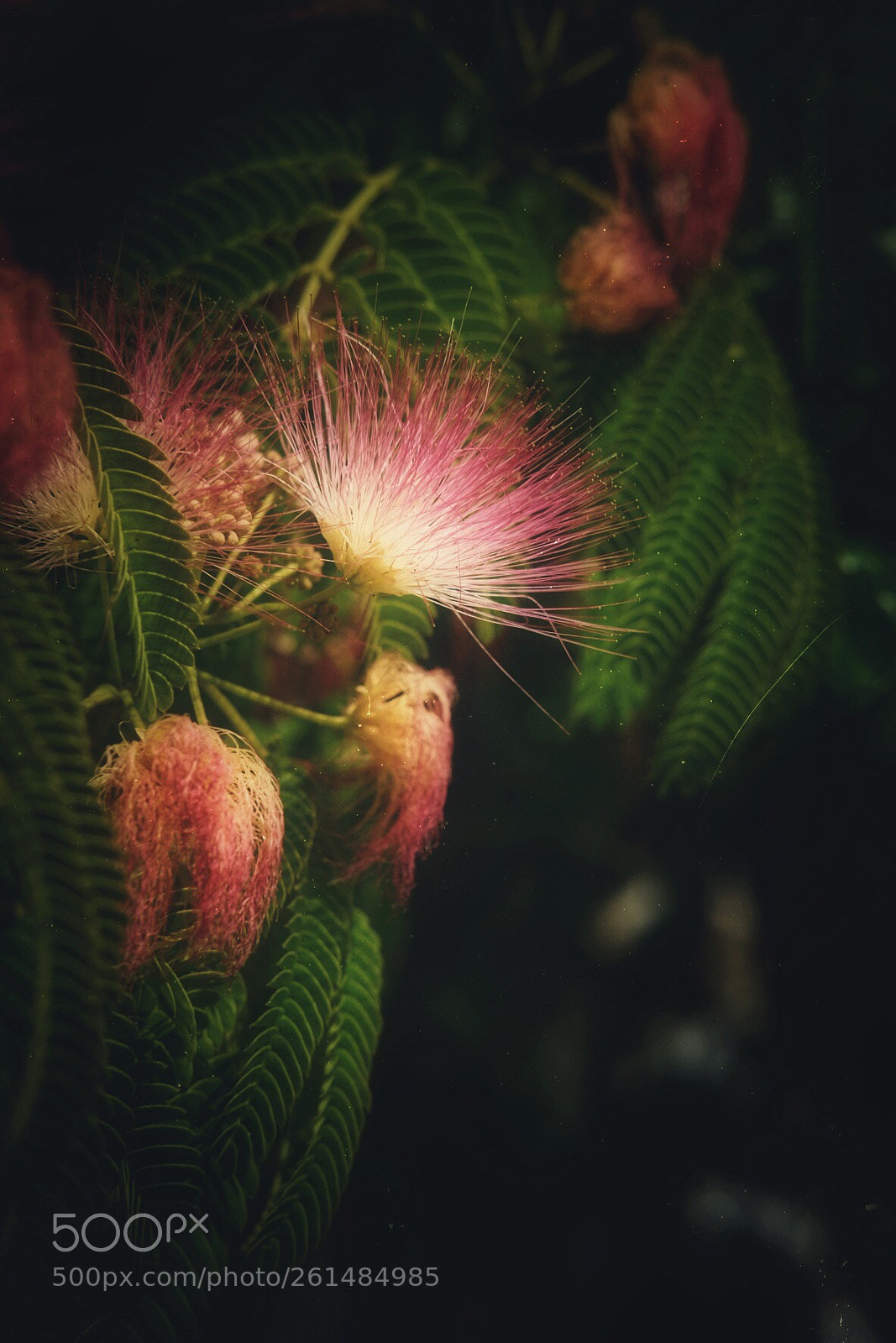 Fujifilm X-T1 sample photo.  nice flower photography