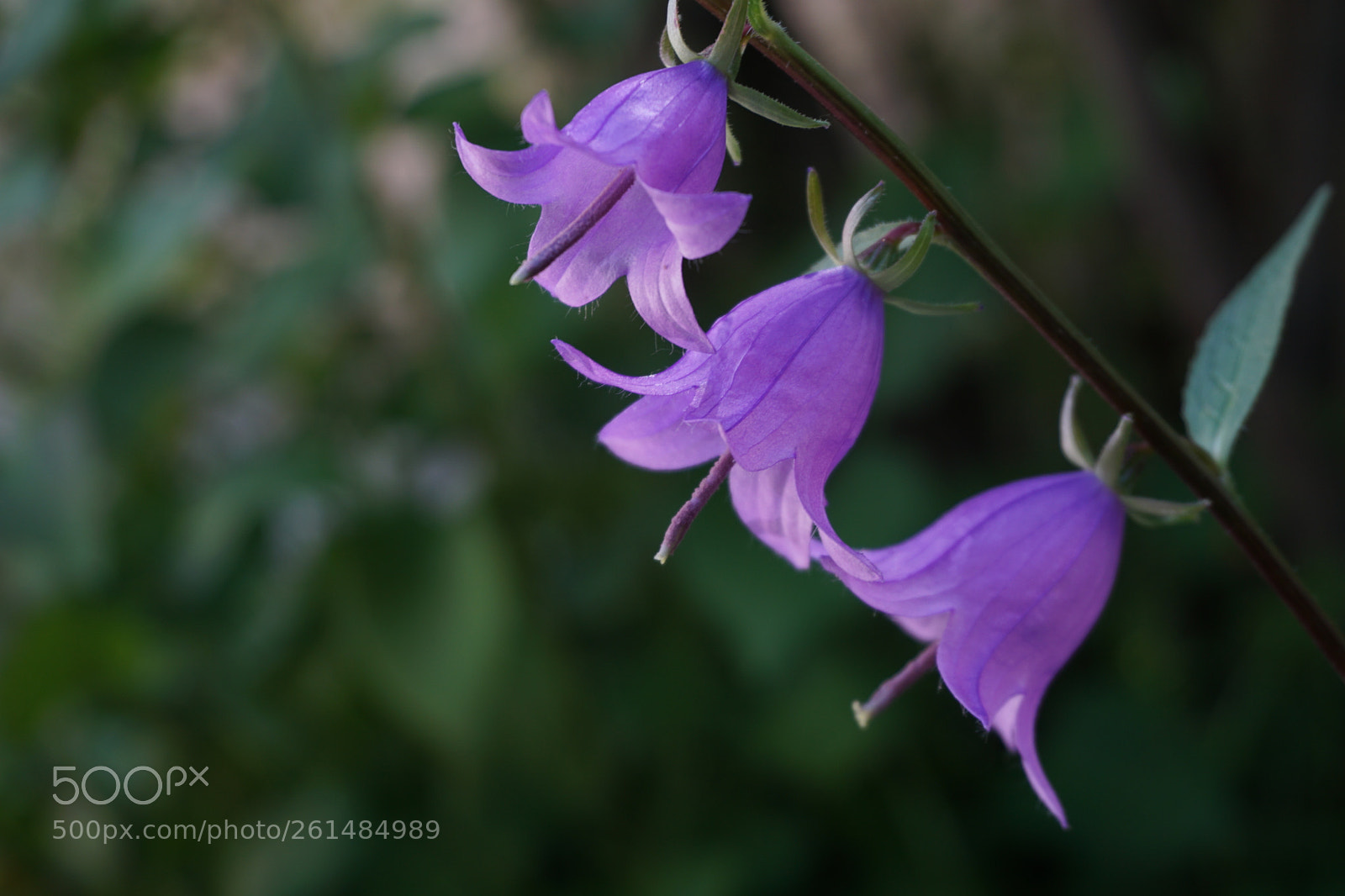Sony a6000 sample photo. The flowers photography