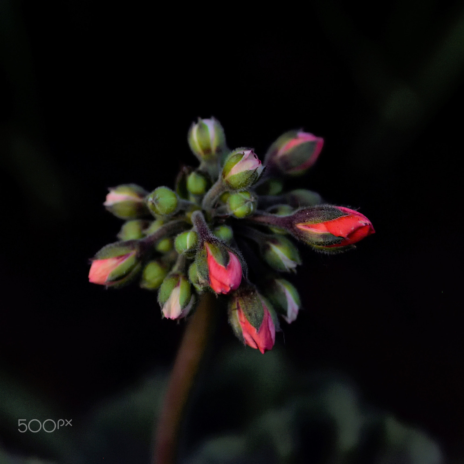 Nikon D5500 sample photo. Buds photography
