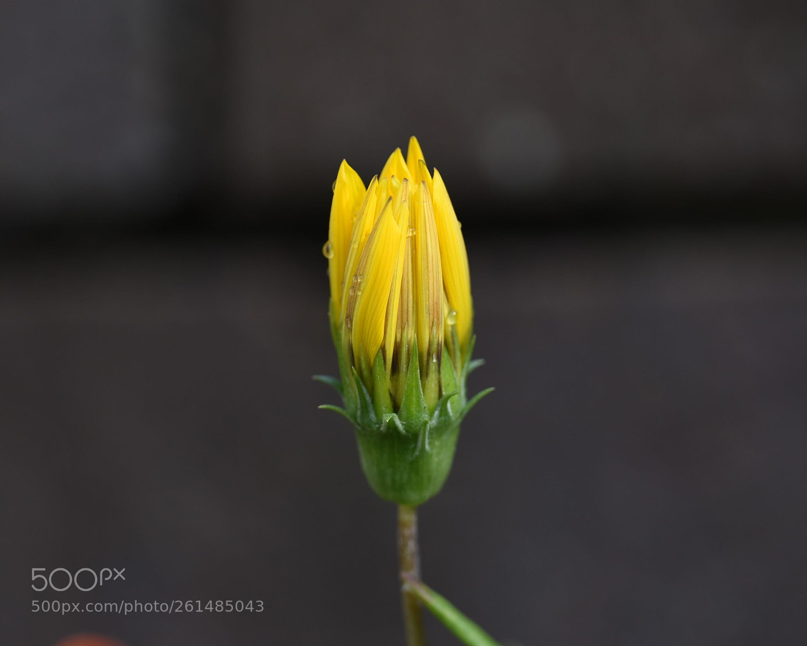 Nikon D750 sample photo. Bud photography