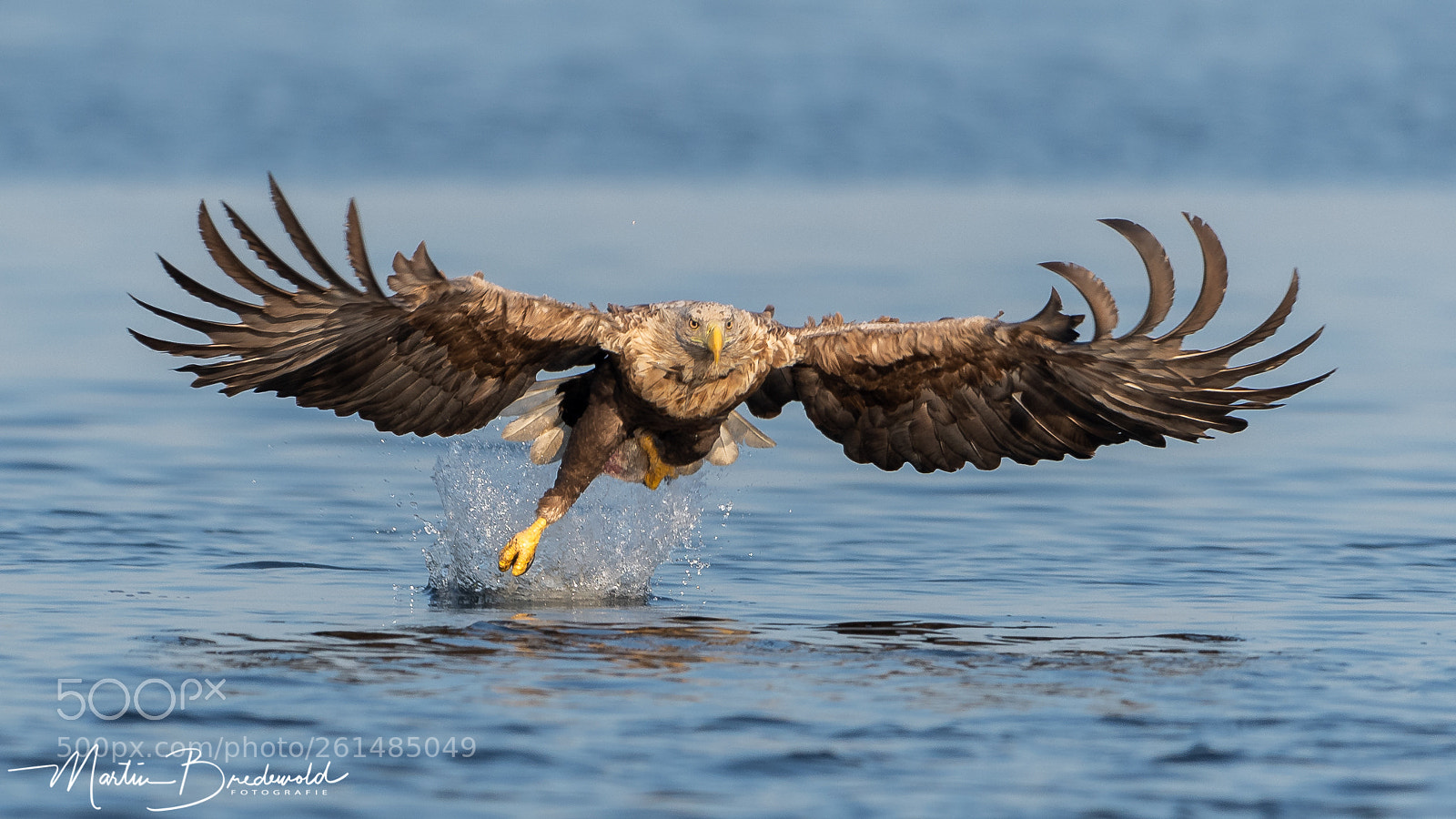 Nikon D500 sample photo. White tailed eagle photography