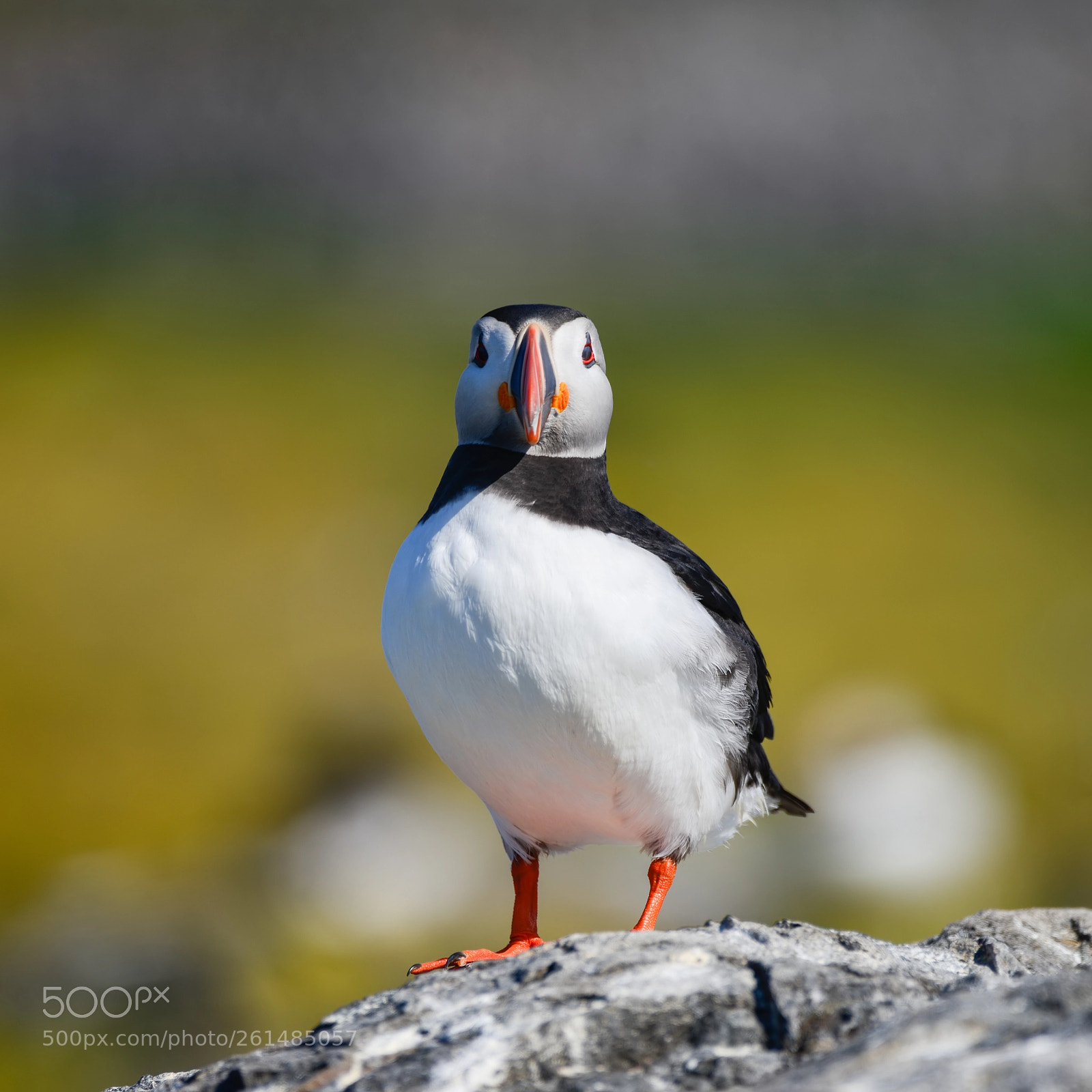 Nikon D800 sample photo. Colorful atlantic puffin or photography