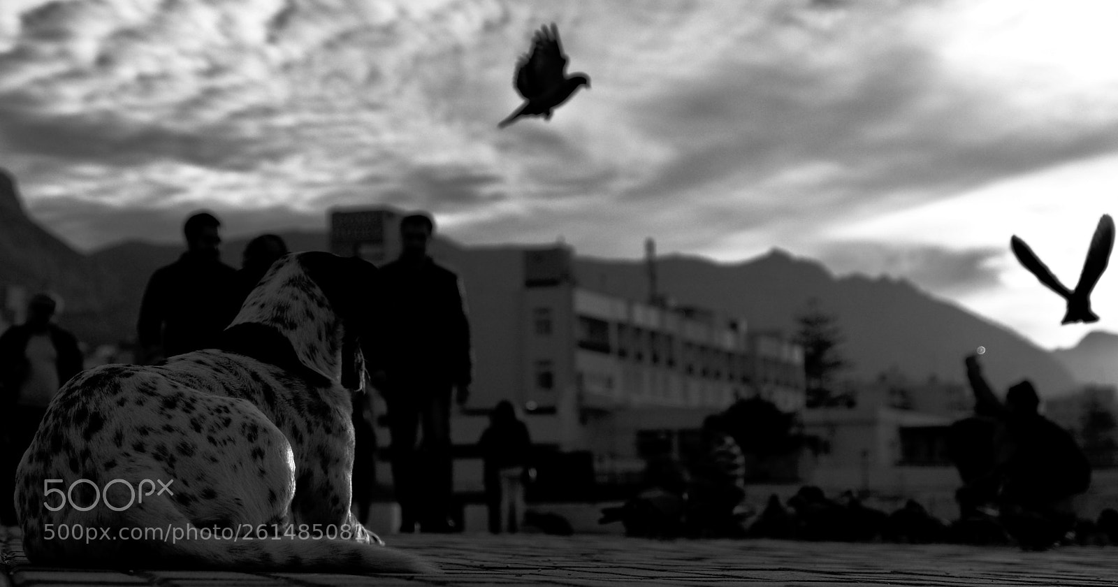 Fujifilm X-T1 sample photo. No wings photography