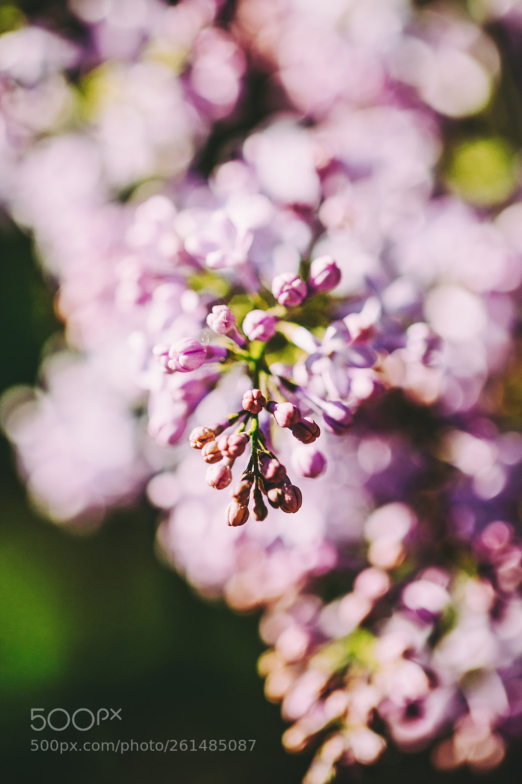 Canon EOS 6D sample photo. Lilac bloom photography
