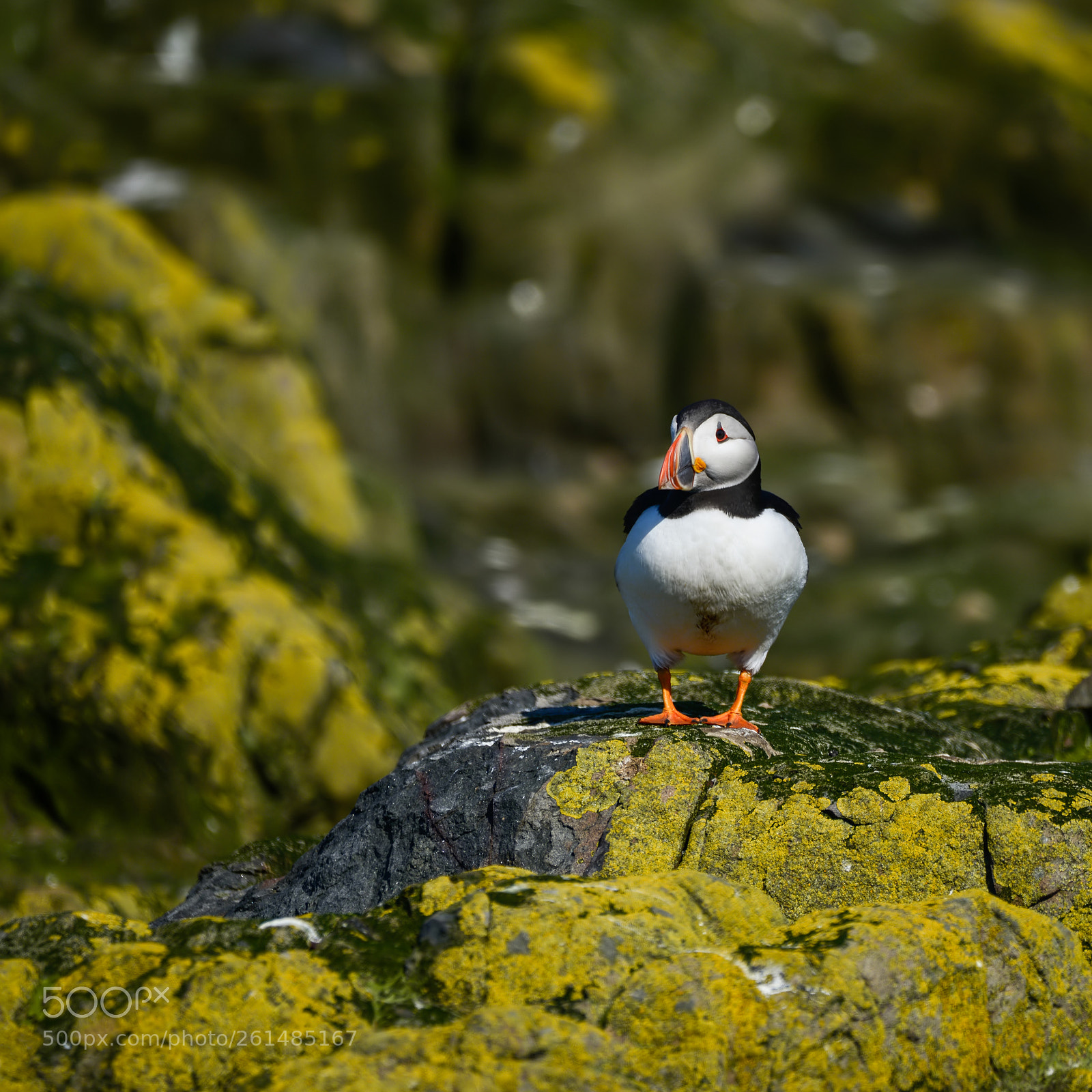 Nikon D800 sample photo. Colorful atlantic puffin or photography