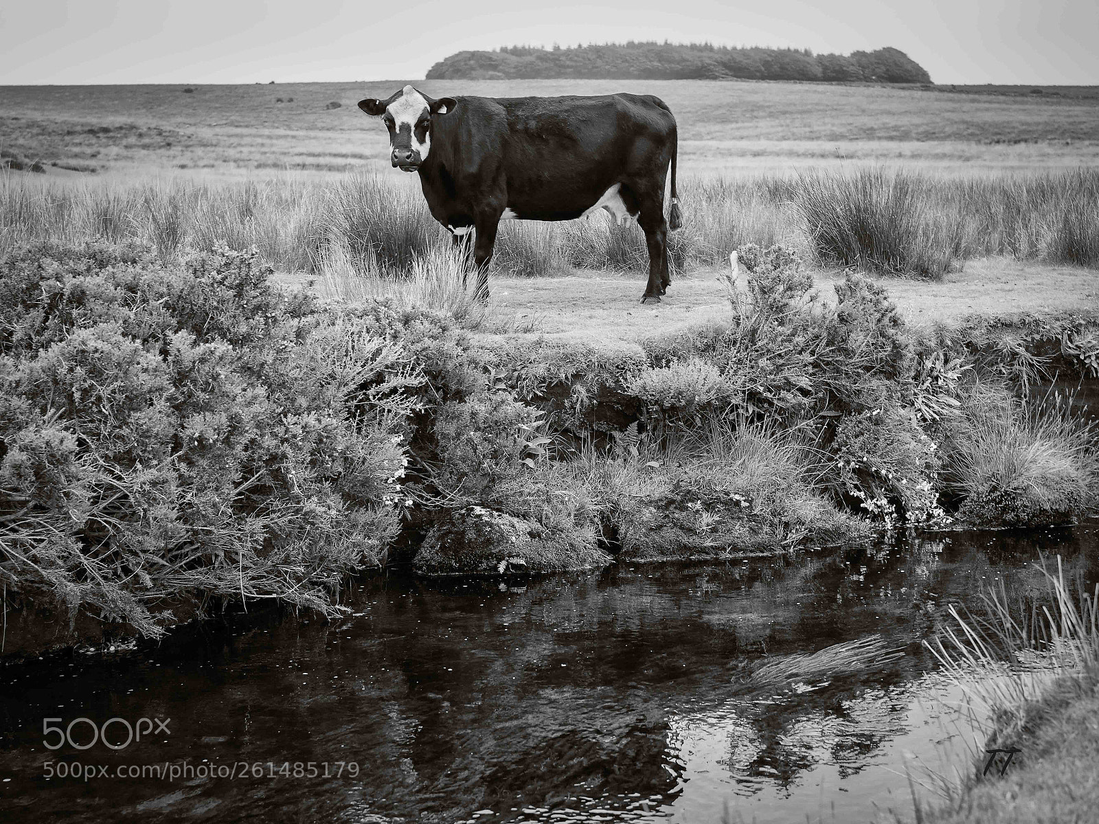 Sony a7 III sample photo. Dartmoor resident photography