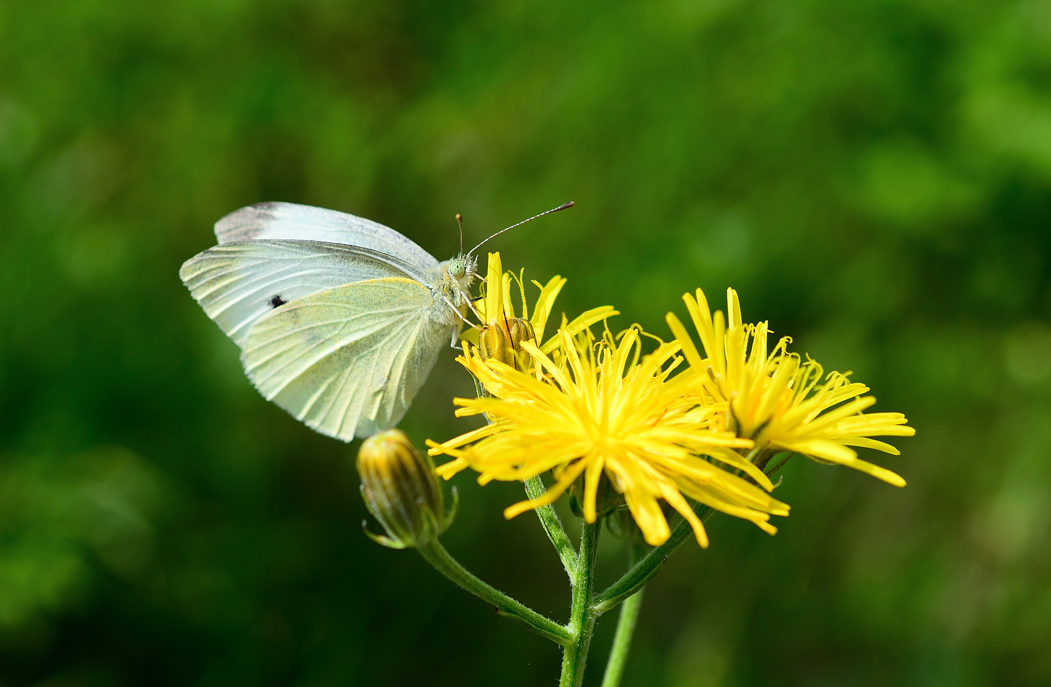 Nikon D3200 sample photo. * summer * photography