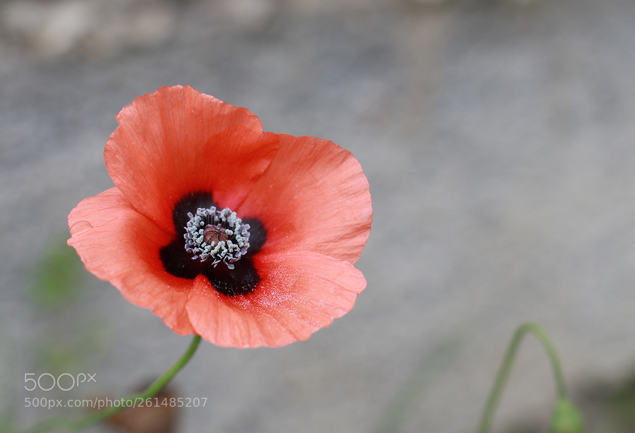 Canon EOS 80D sample photo. Untitled photography