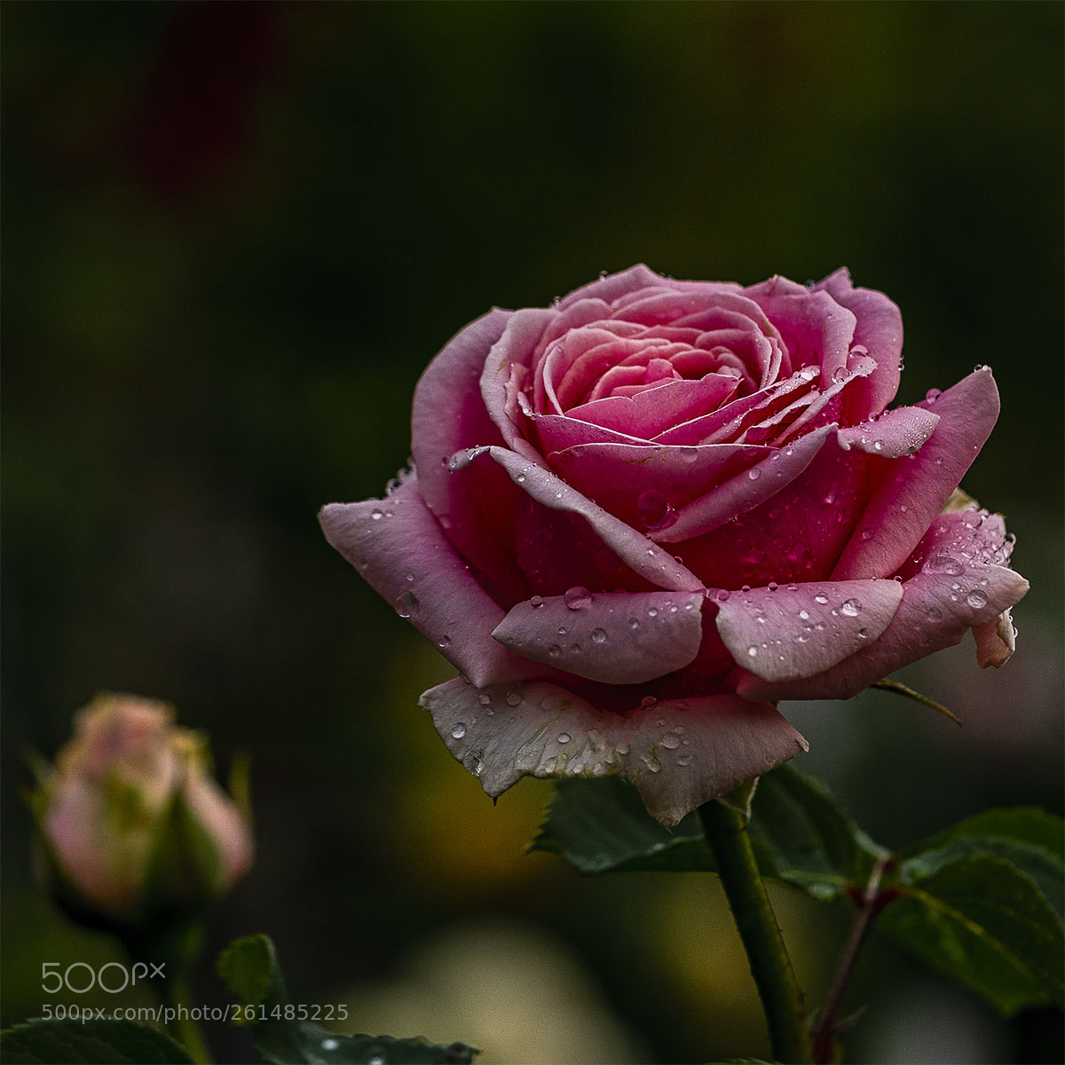 Sony a6300 sample photo. Blüten 090618-002 photography