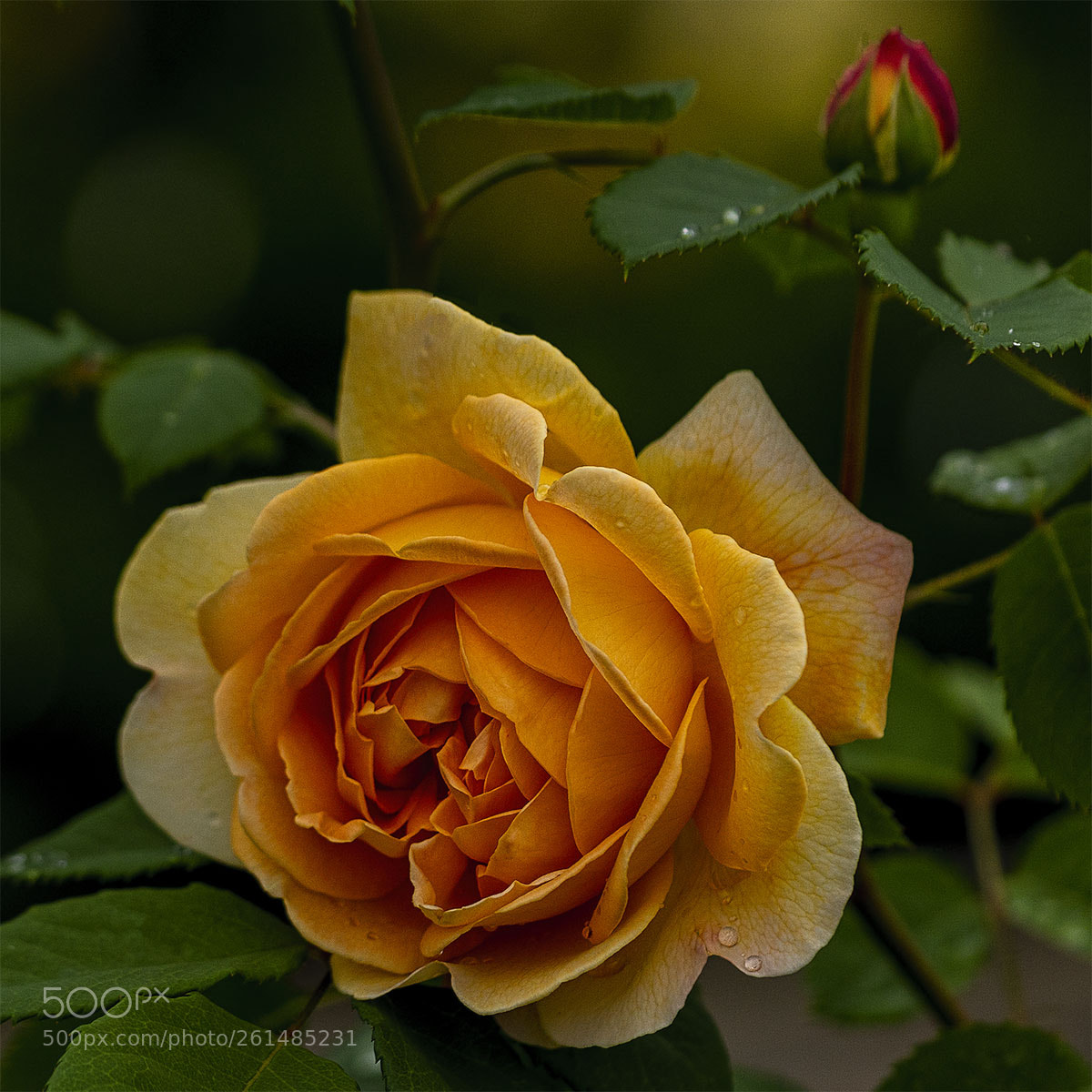 Sony a6300 sample photo. Blüten 090618-006 photography
