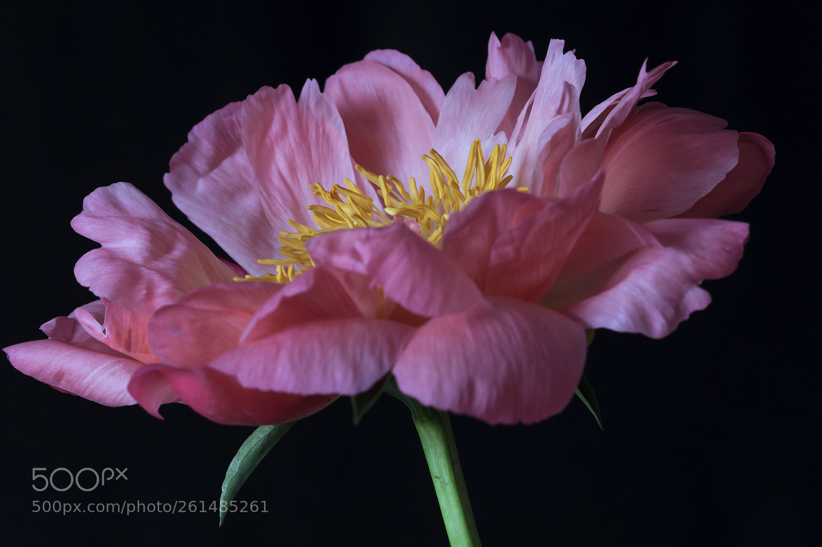 Canon EOS 60D sample photo. Peony photography