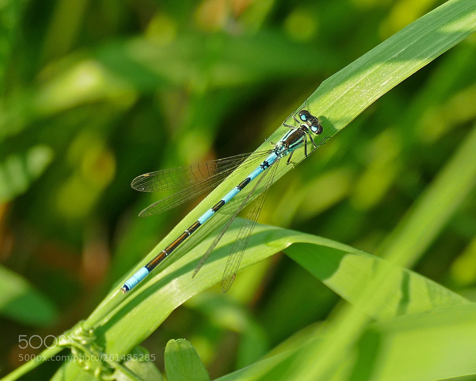 Panasonic Lumix DMC-FZ1000 sample photo. Damselfly photography