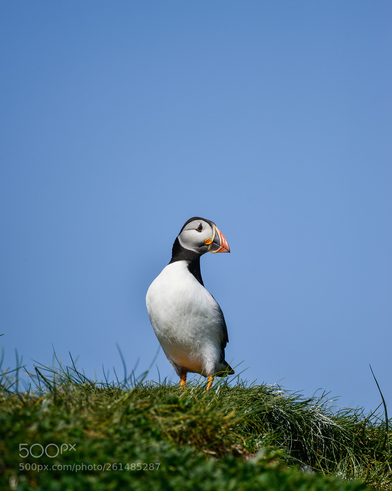 Nikon D800 sample photo. Colorful atlantic puffin or photography