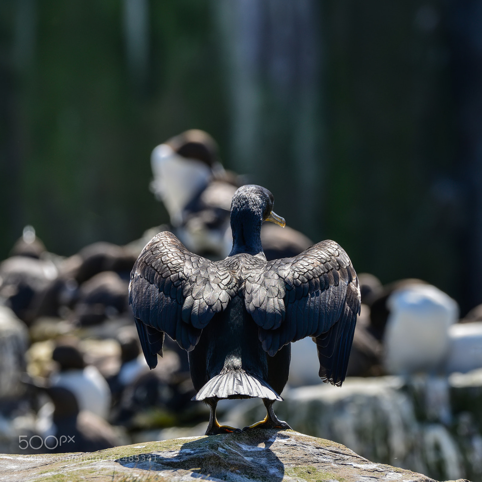 Nikon D800 sample photo. Stunning nesting shag cormorant photography