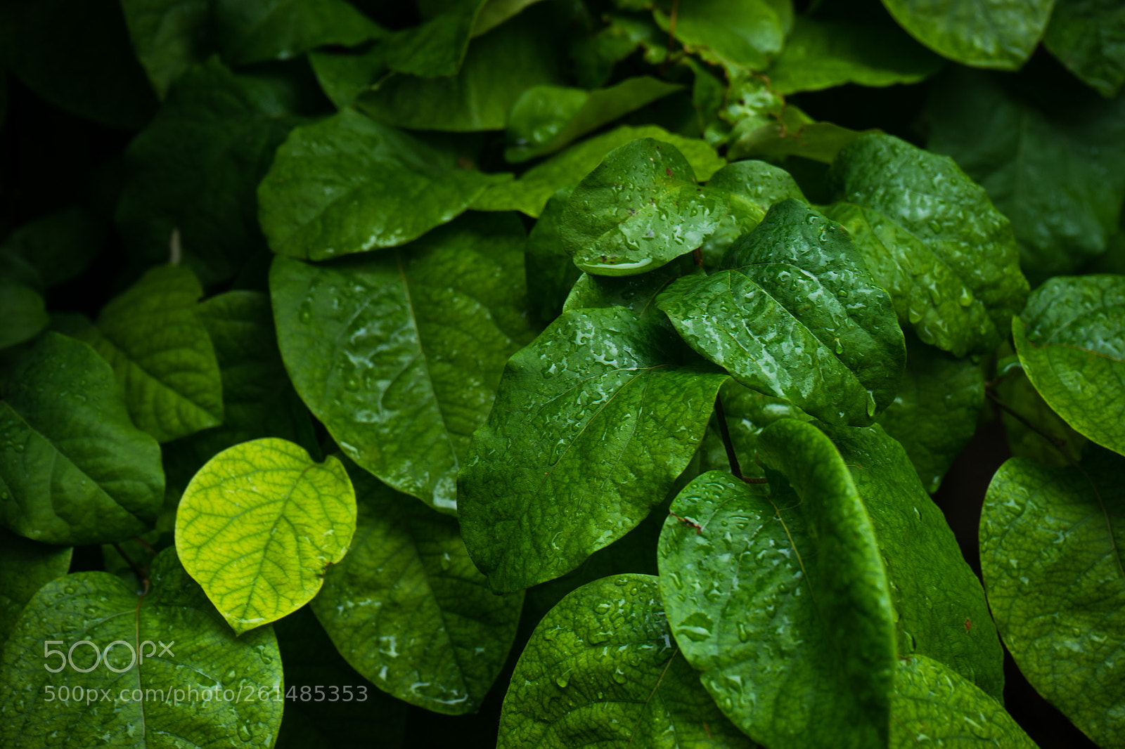 Sony a7 sample photo. Green leaves as a photography