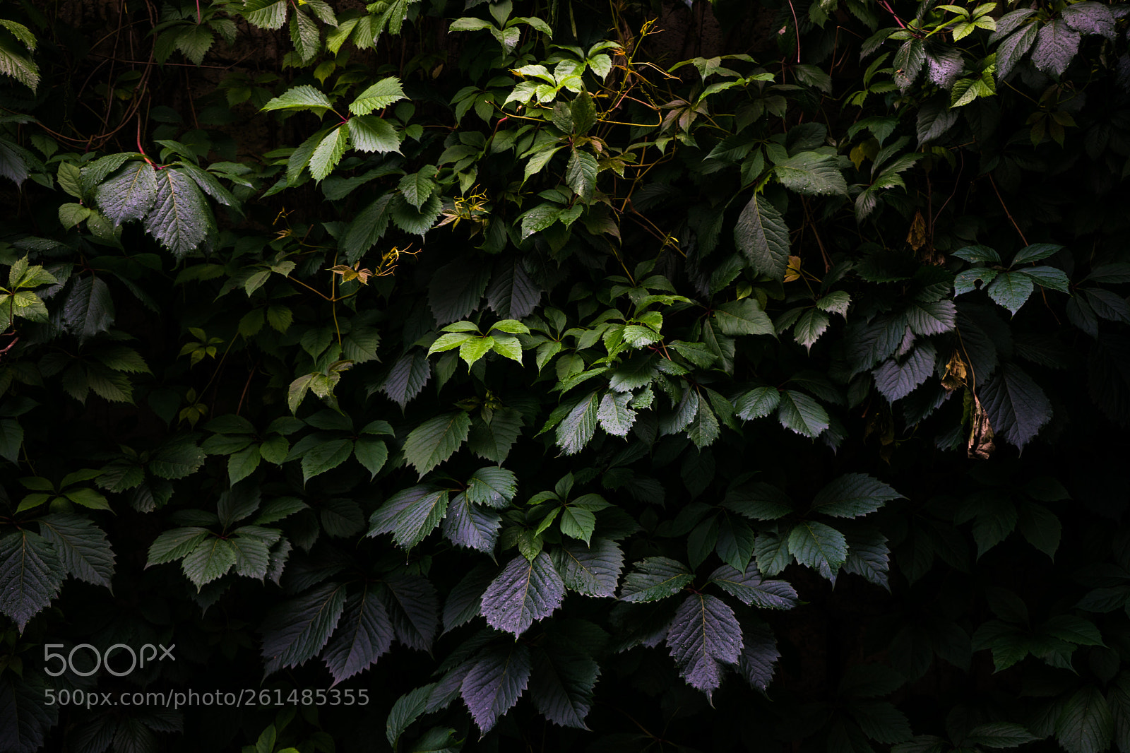 Sony a7 sample photo. Wild grape on the photography