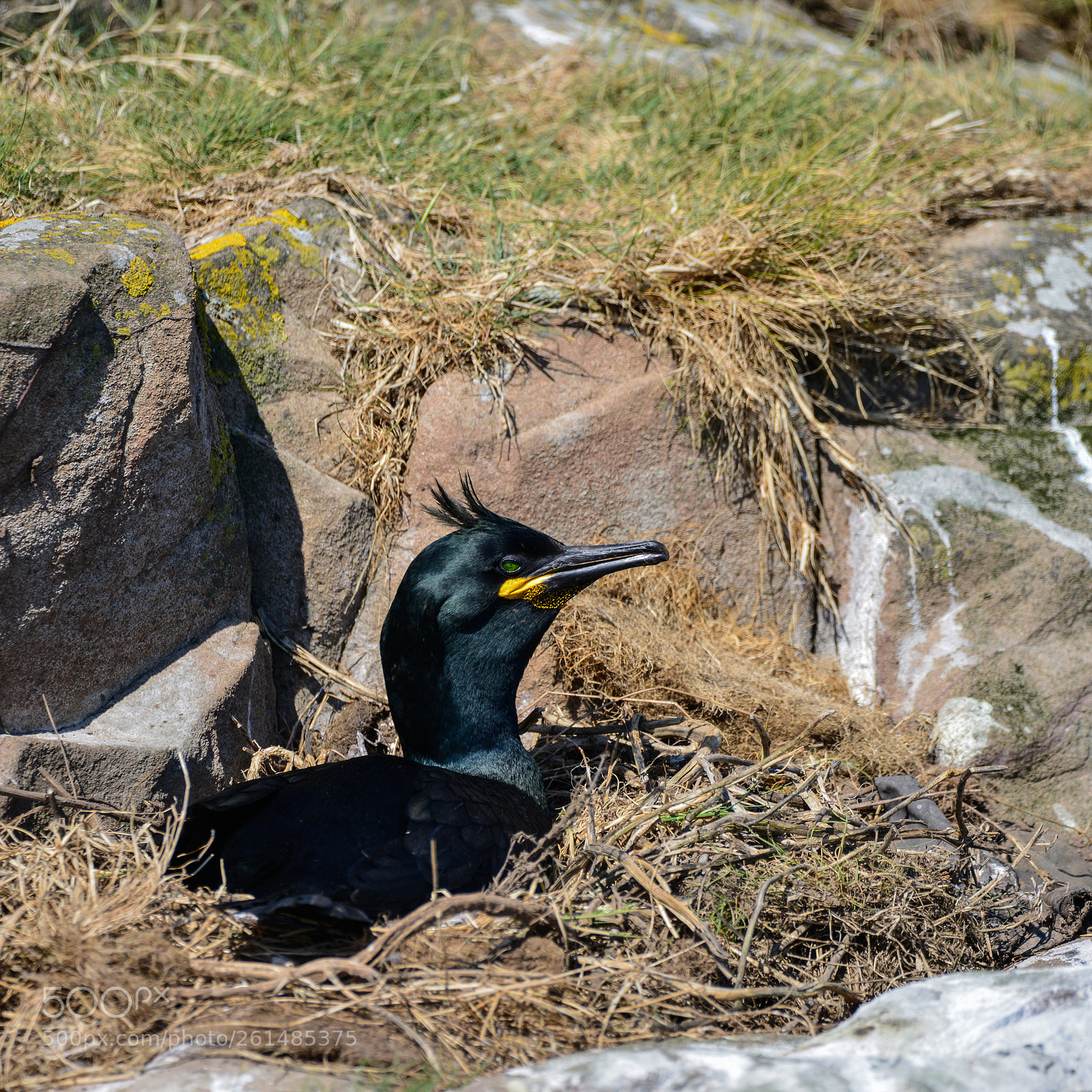 Nikon D800 sample photo. Stunning nesting shag cormorant photography