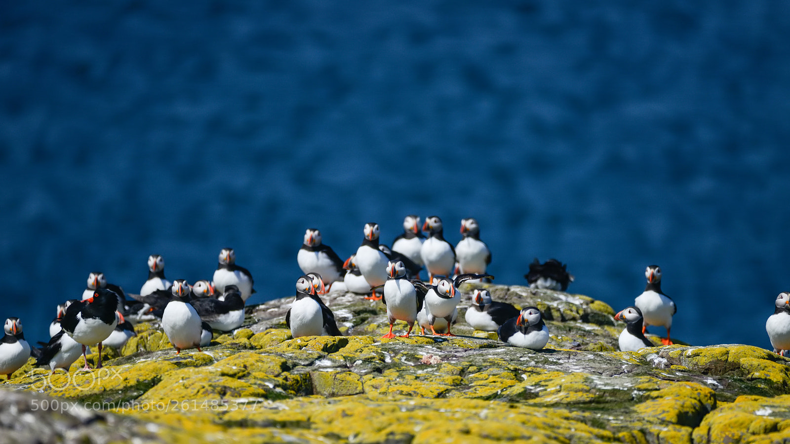 Nikon D800 sample photo. Colorful atlantic puffin or photography