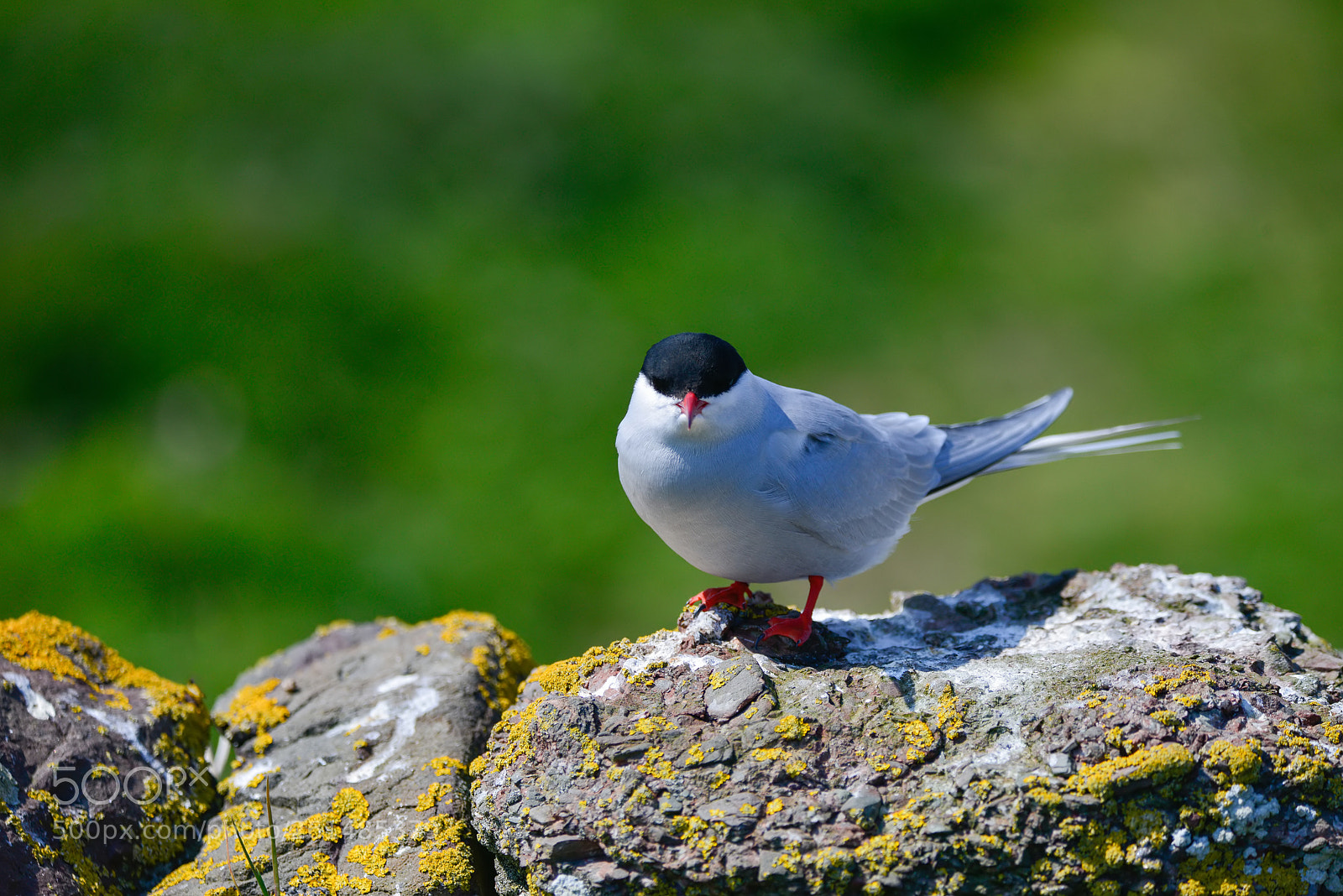Nikon D800 sample photo. Lovely arctic tern sterna photography