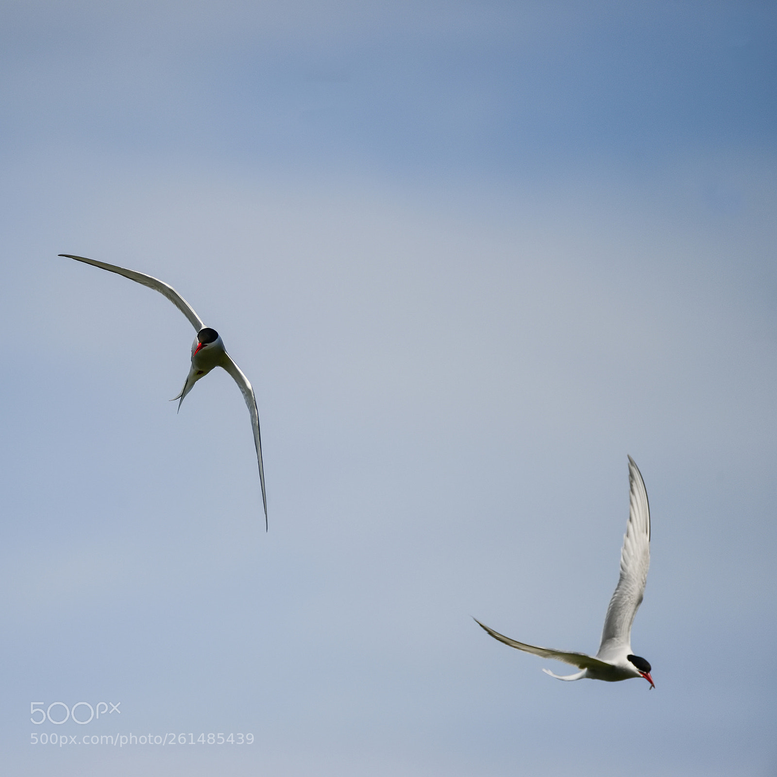 Nikon D800 sample photo. Lovely arctic tern sterna photography