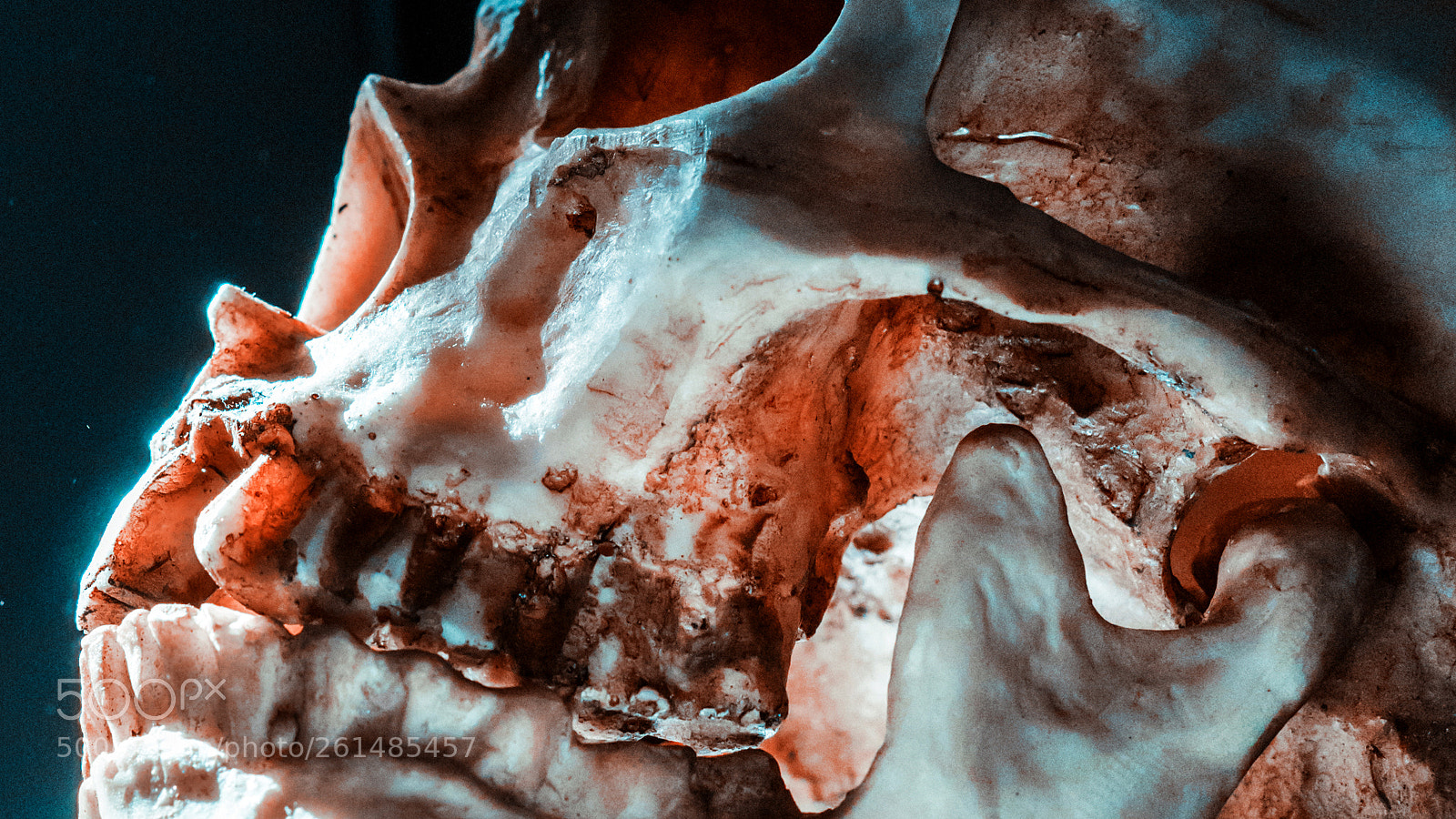Sony a7 sample photo. Skull photography