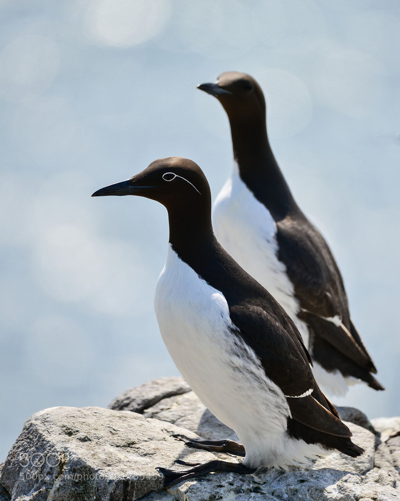 Nikon D800 sample photo. Beautiful common guillemot on photography
