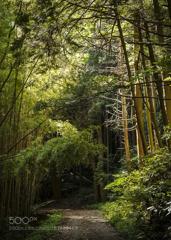 Canon EOS 5D Mark II sample photo. Bamboo wood photography