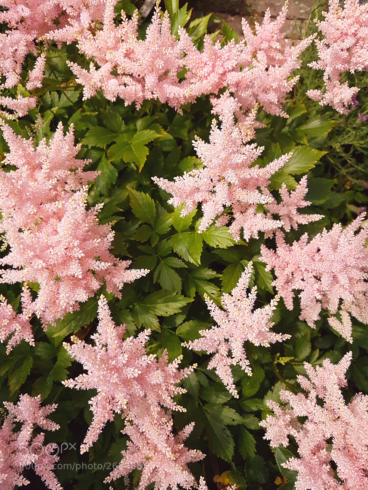 Samsung Galaxy S7 sample photo. Spirea-astilbe flowering photography