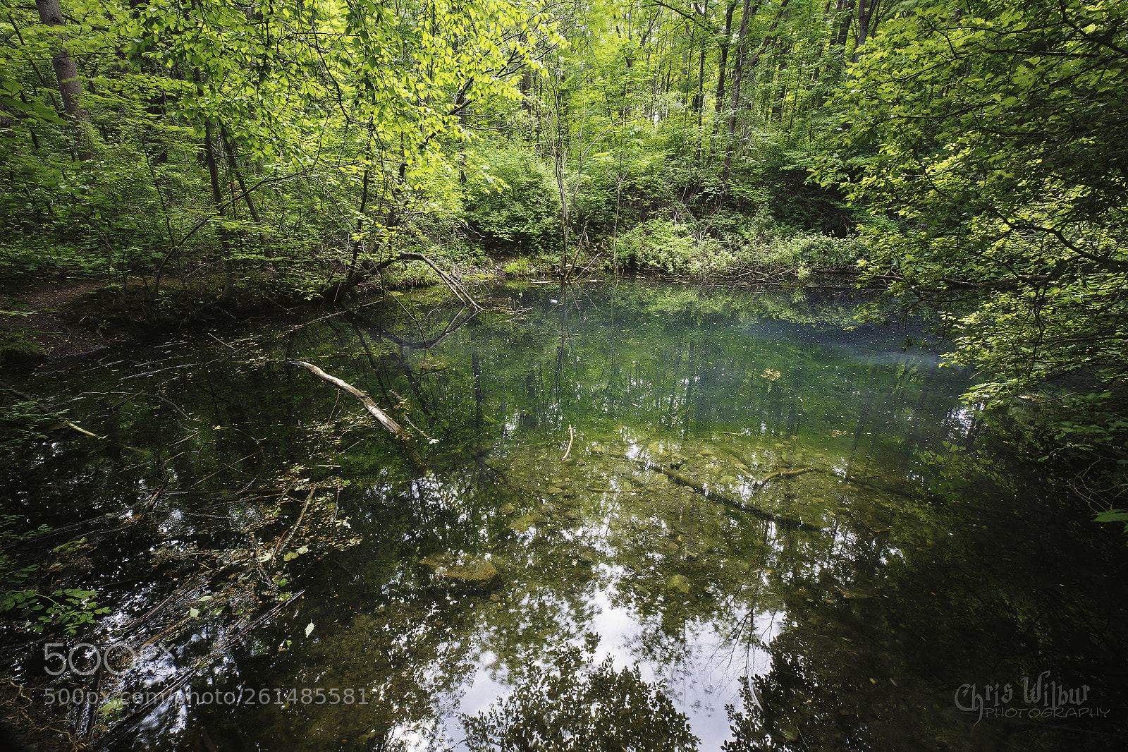 Canon EOS 6D sample photo. Spring green photography