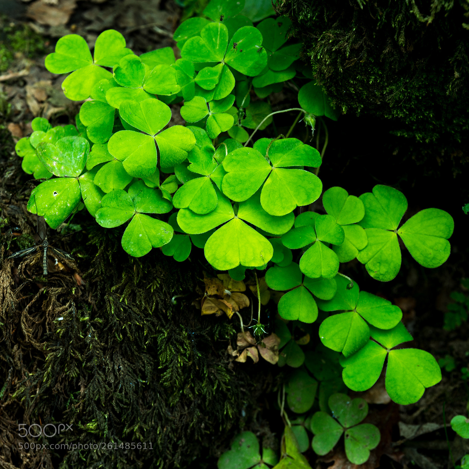 Nikon D800 sample photo. Small vibrant colorful green photography