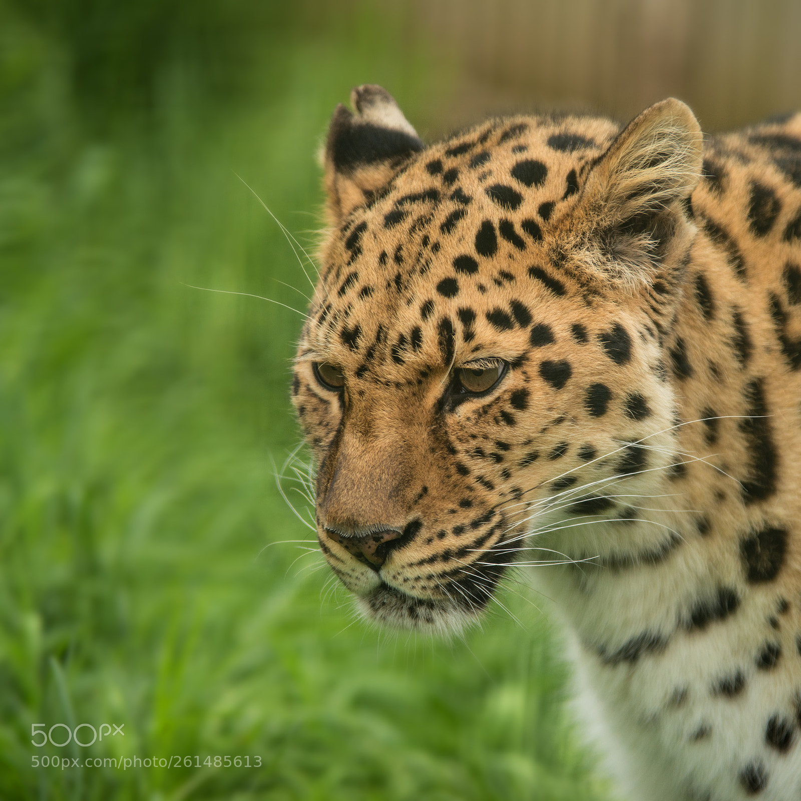 Nikon D800 sample photo. Beautiful close up portrait photography