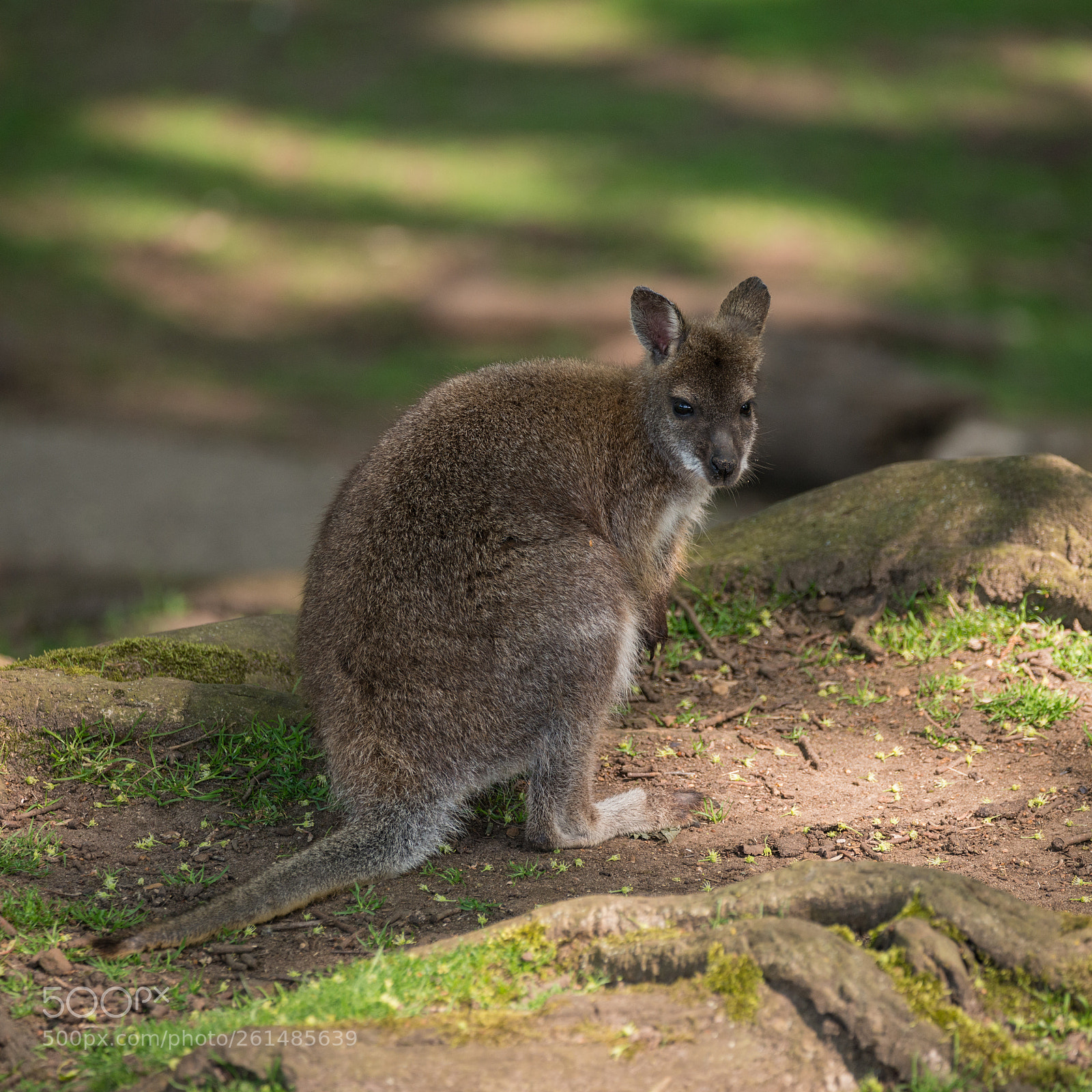 Nikon D800 sample photo. Wallaby wildlife diprotodontia macropoidae photography