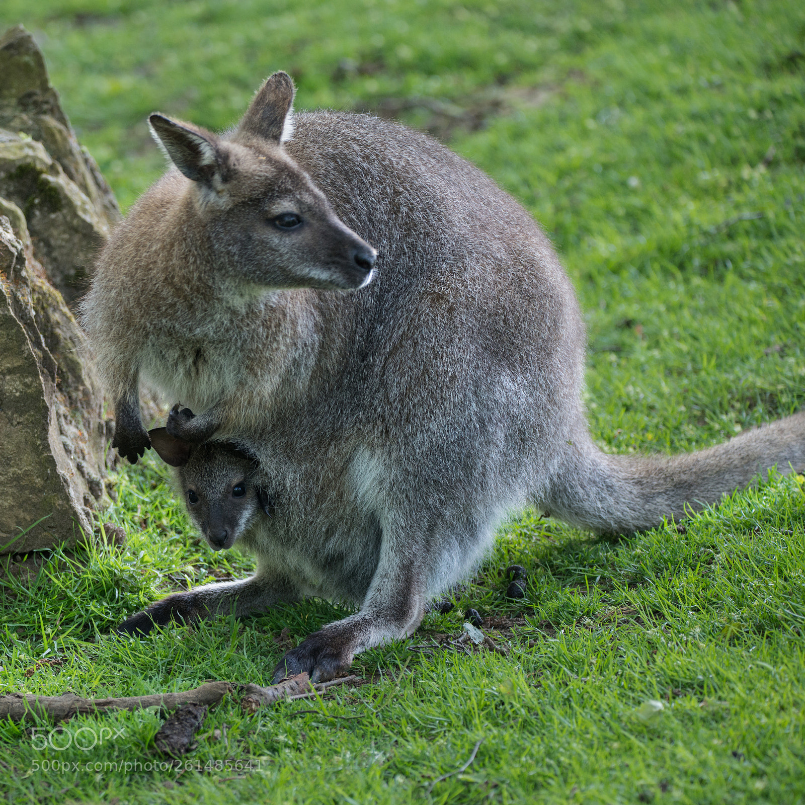 Nikon D800 sample photo. Wallaby wildlife diprotodontia macropoidae photography