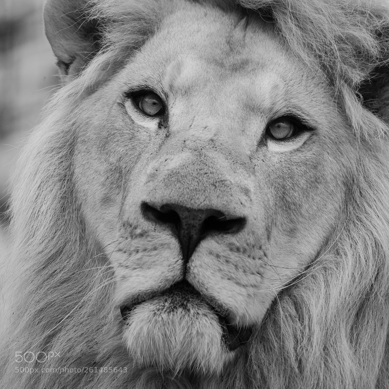 Nikon D800 sample photo. Beautiful close up portrait photography