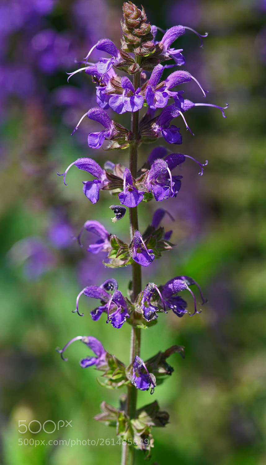 Sony a7R II sample photo. Purple high rise photography