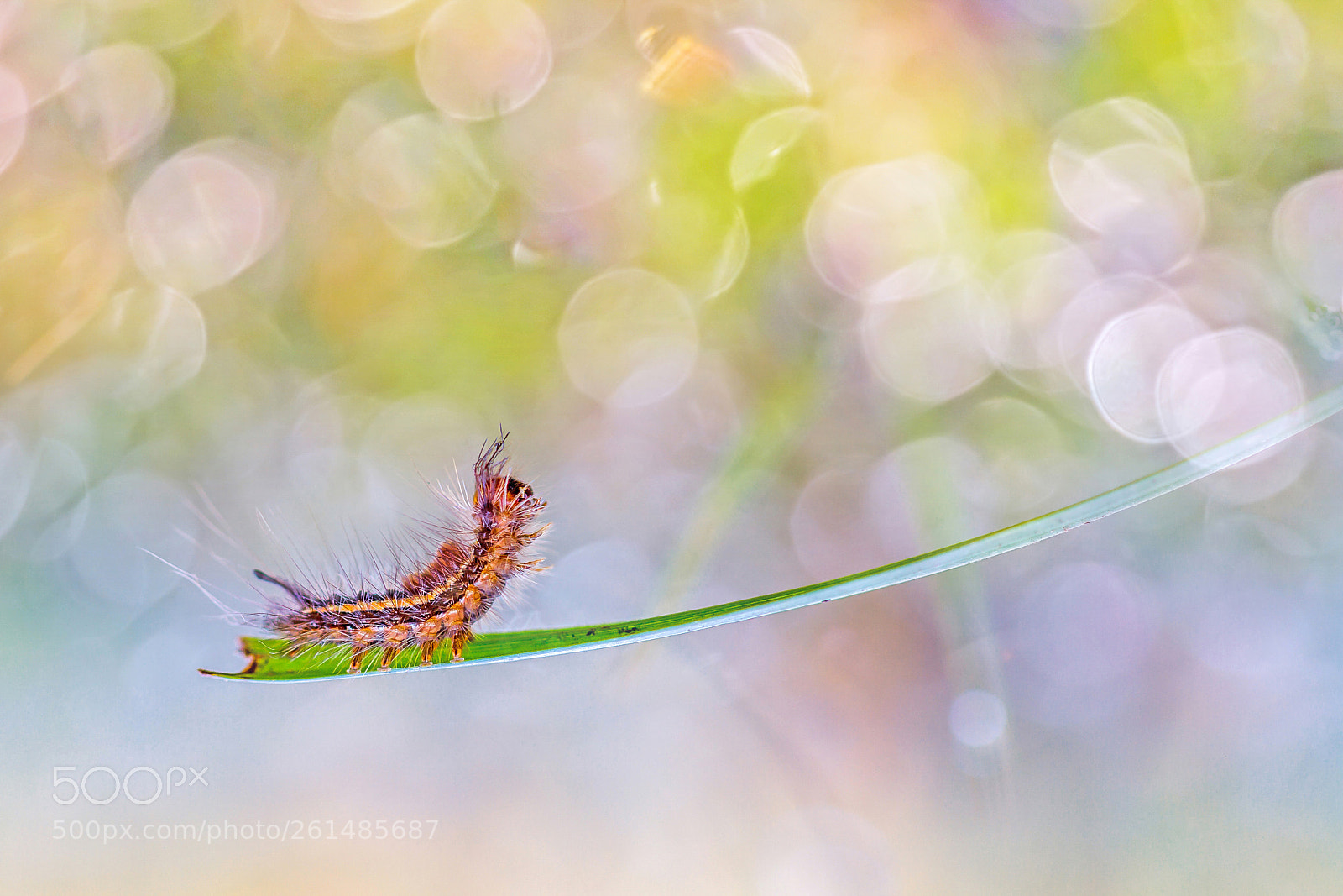 Canon EOS 7D sample photo. Tiny world photography