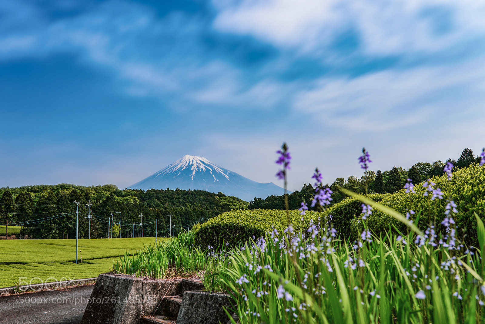 Nikon D610 sample photo. Fuji and tea plantations photography