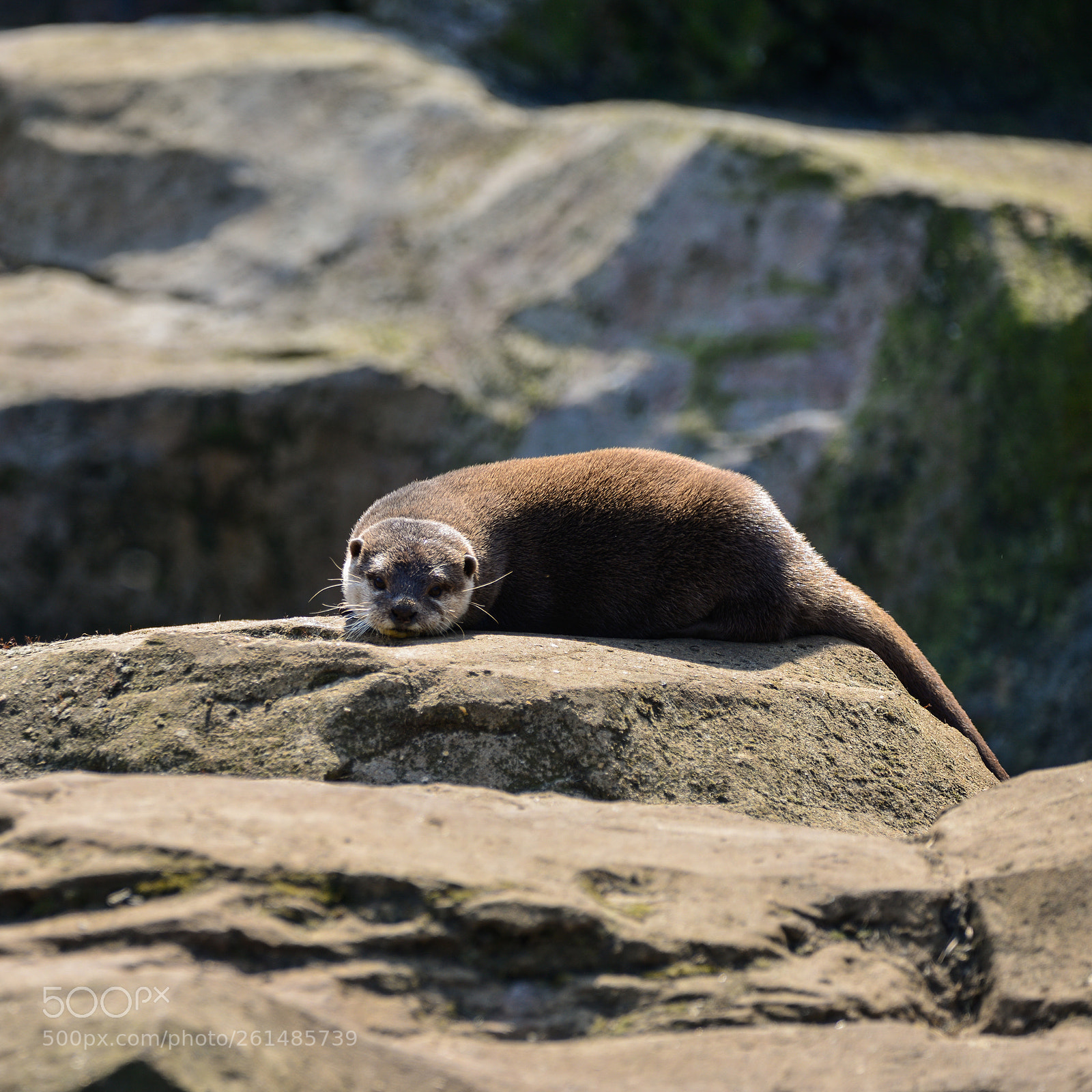 Nikon D800 sample photo. World's smallest otter, asian photography