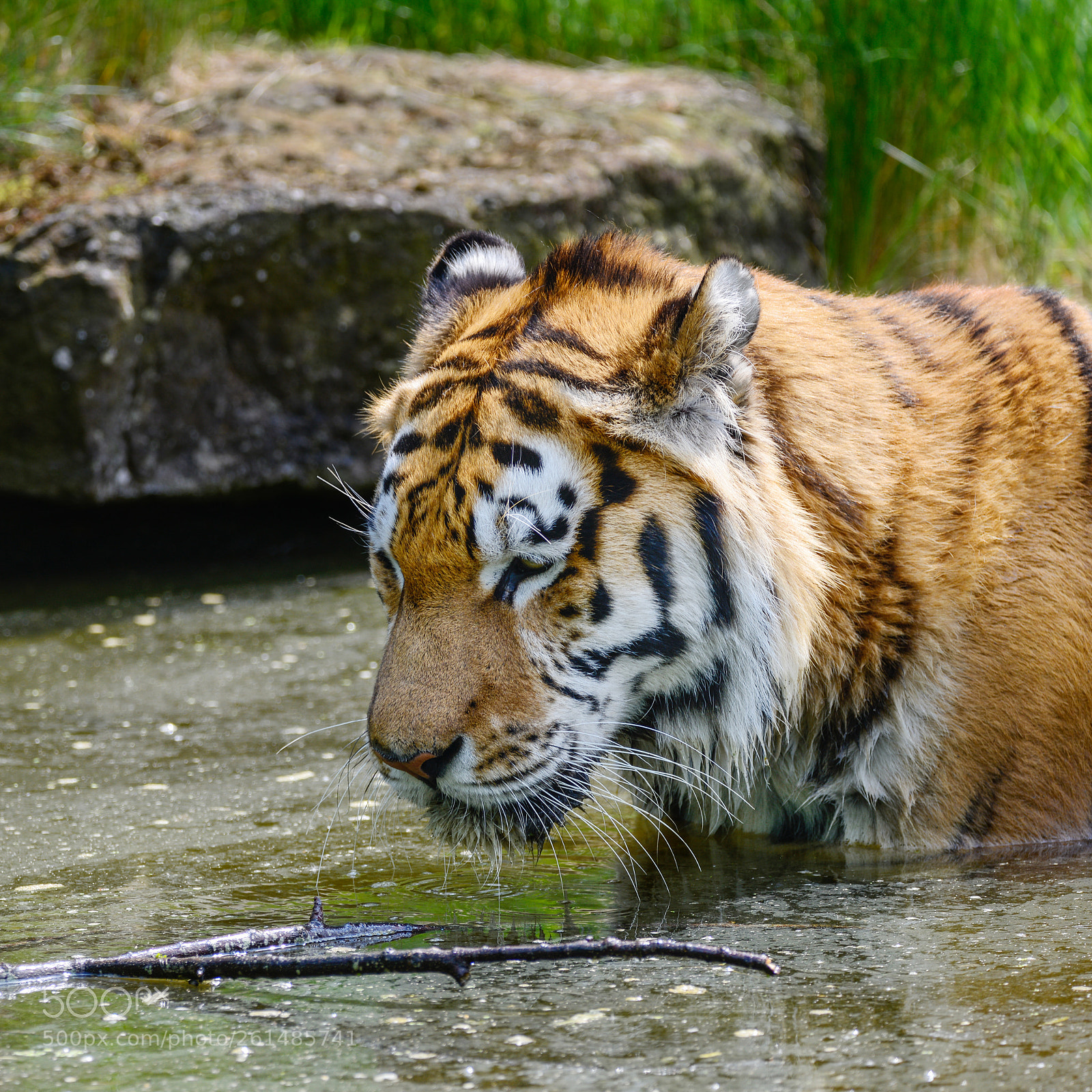 Nikon D800 sample photo. Portrait of siberian amur photography