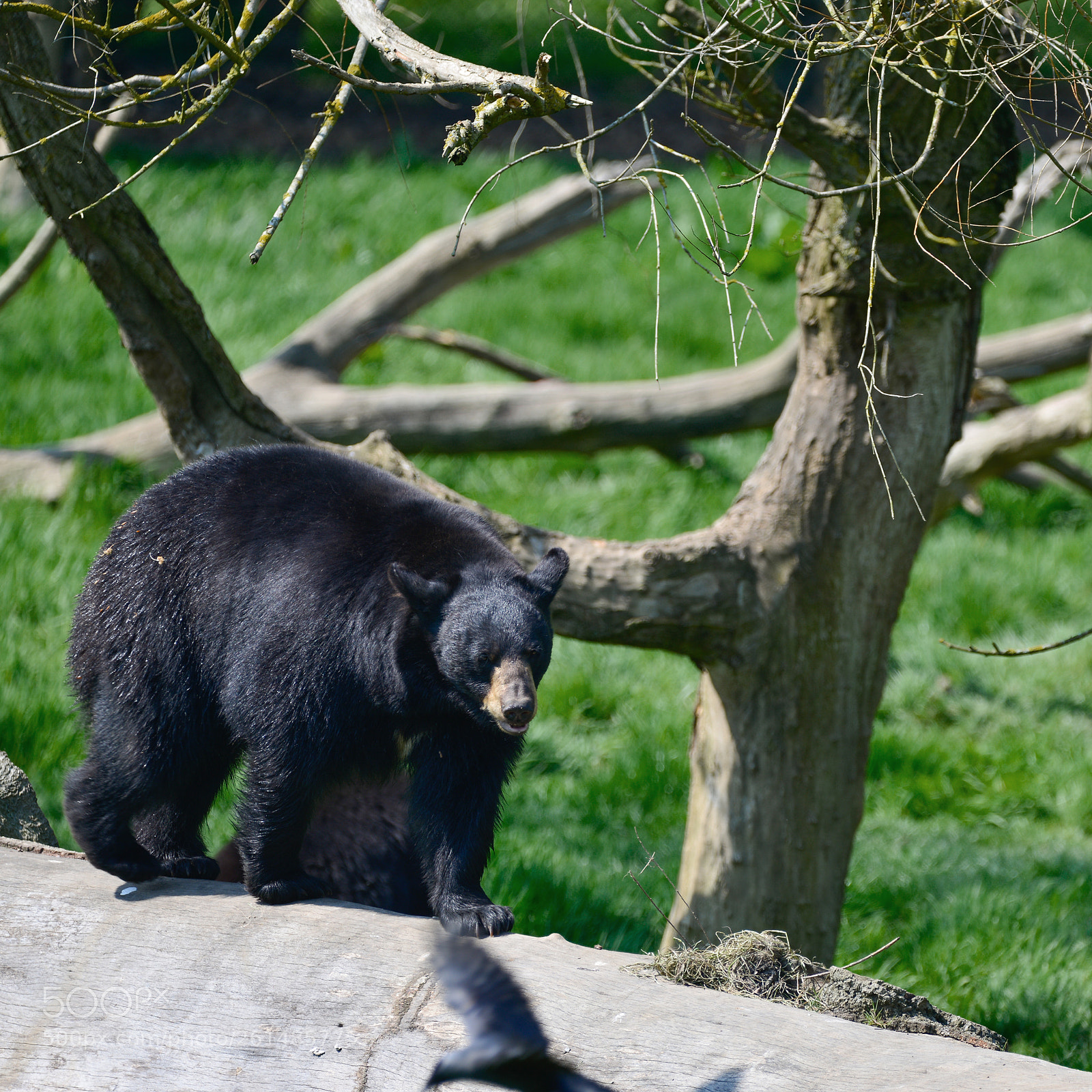 Nikon D800 sample photo. American black bear ursus photography