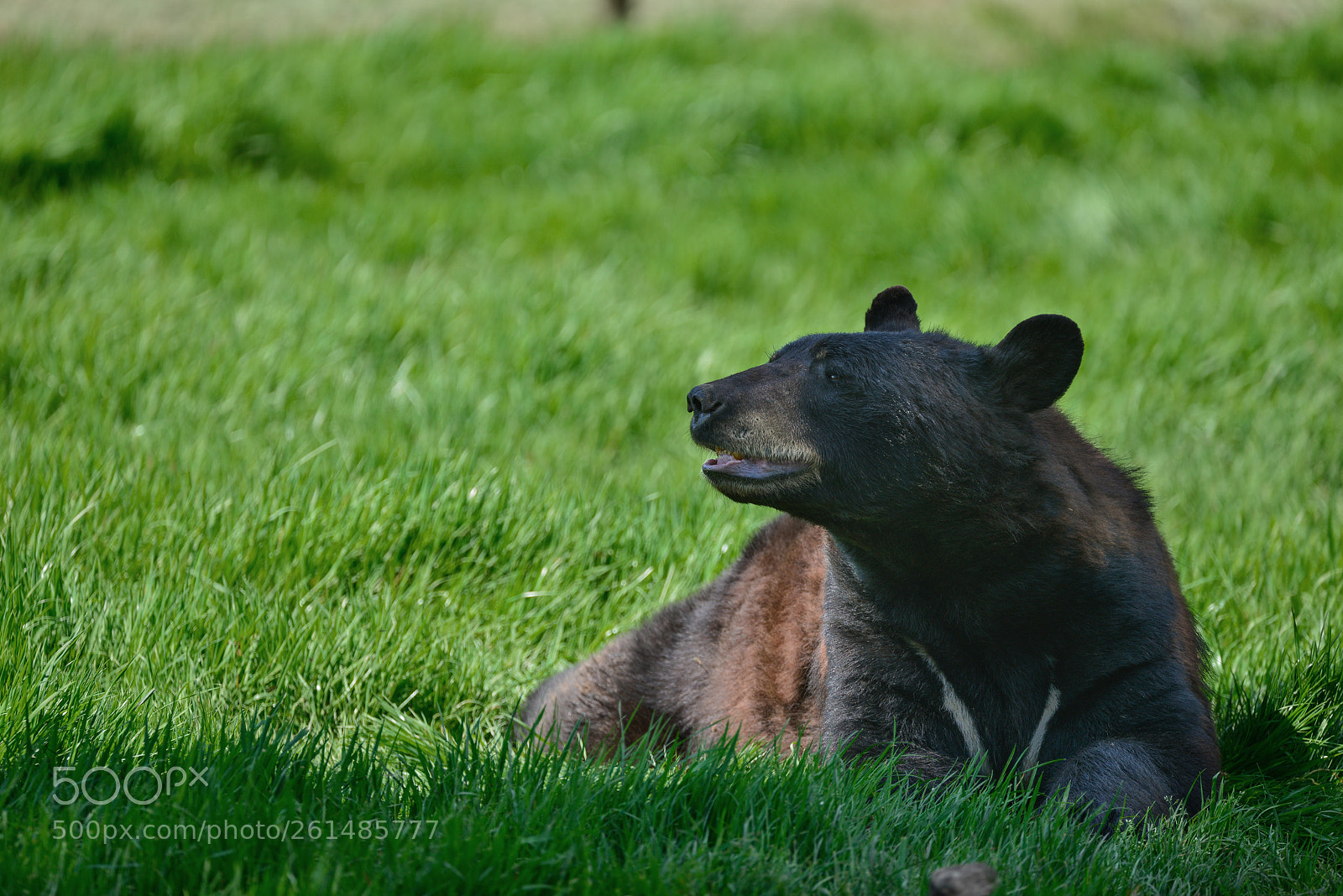 Nikon D800 sample photo. American black bear ursus photography