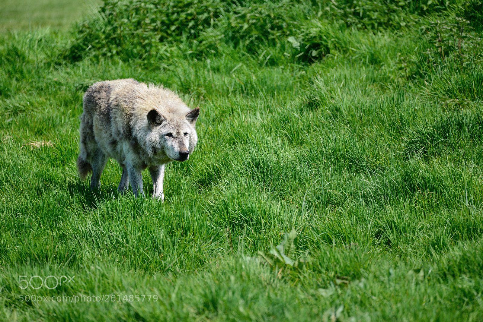 Nikon D800 sample photo. Beautiful timber wolf cnis photography