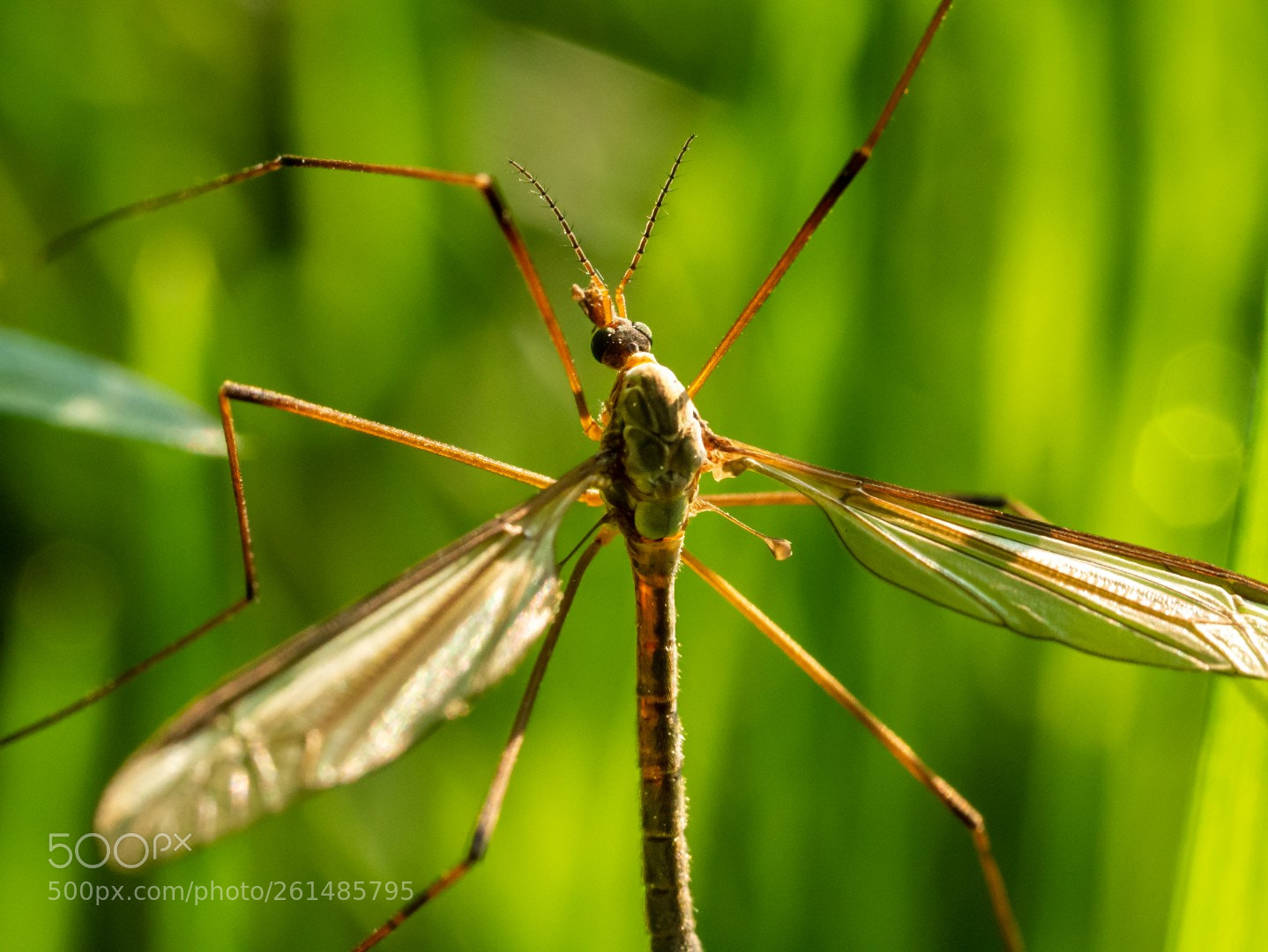 Panasonic Lumix DMC-GX7 sample photo. Tipuloidea photography