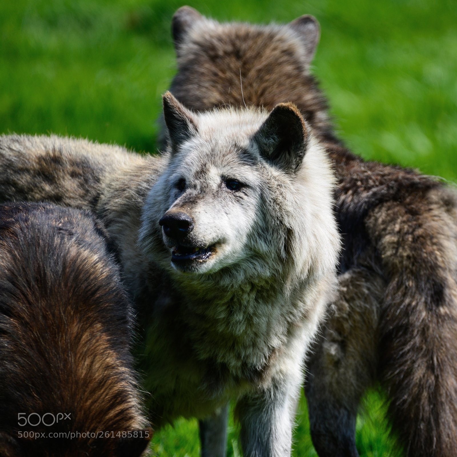 Nikon D800 sample photo. Beautiful timber wolf cnis photography
