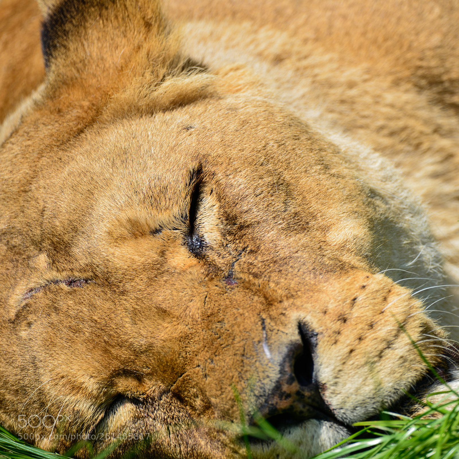 Nikon D800 sample photo. Close up portrait of photography