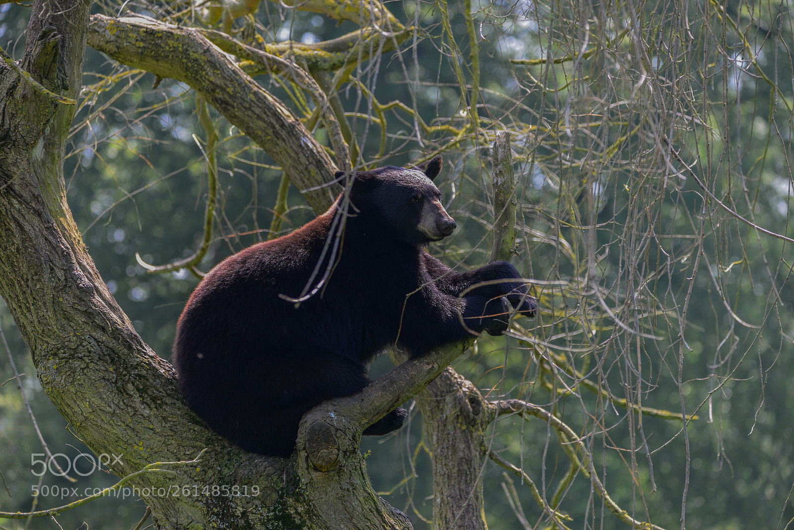 Nikon D800 sample photo. American black bear ursus photography