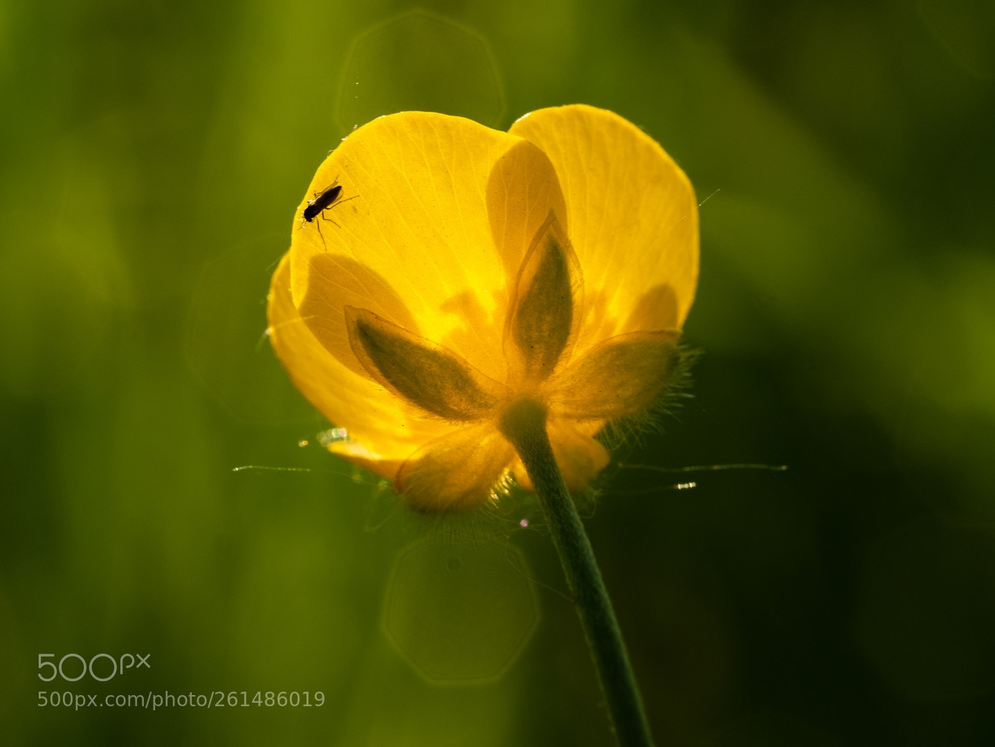 Panasonic Lumix DMC-GX7 sample photo. Ranunculus acris with friend photography
