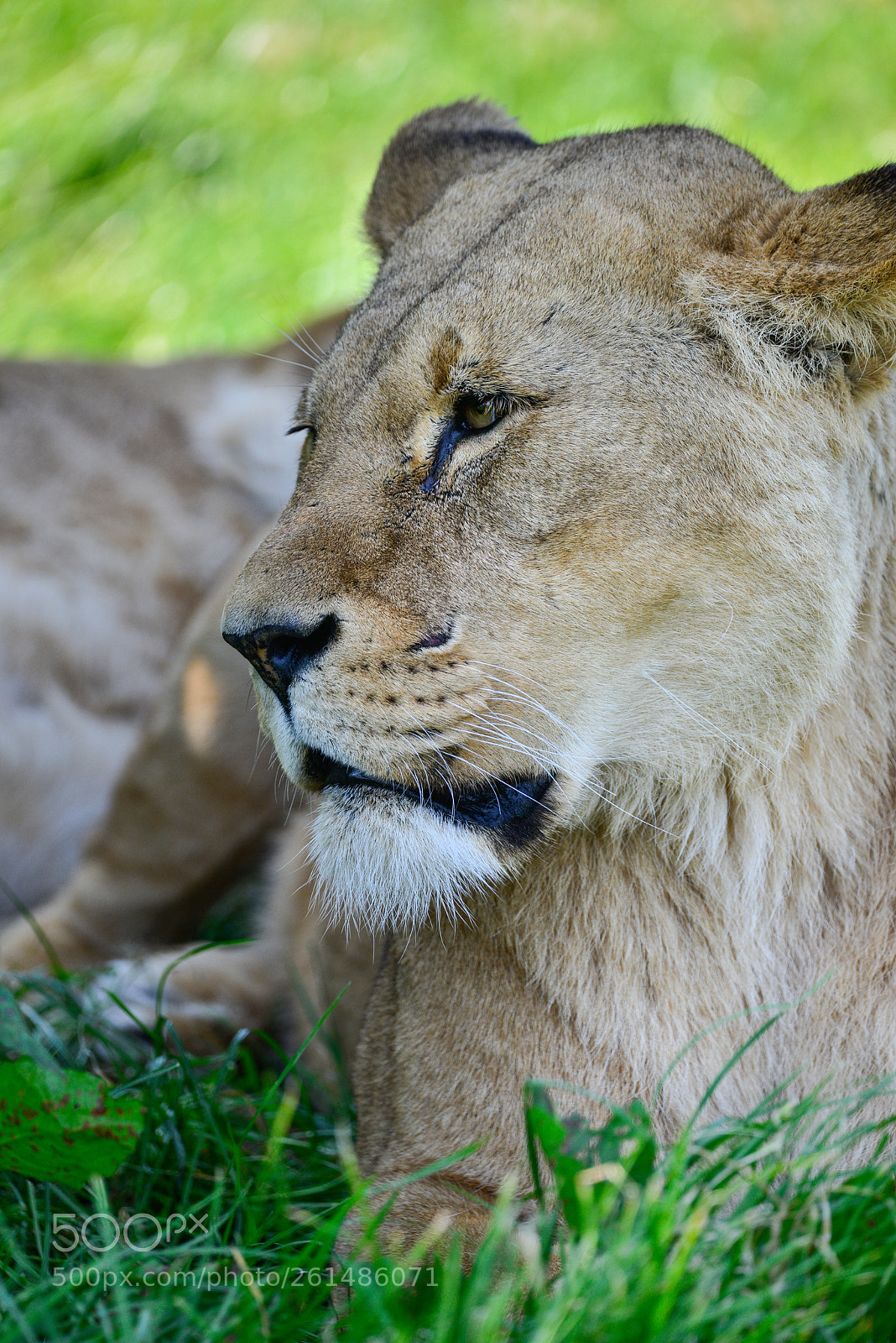 Nikon D800 sample photo. Close up portrait of photography